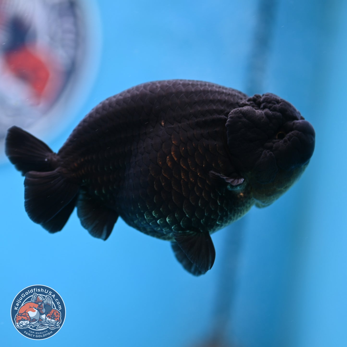 Jet Black Ranchu 4.25 inches Body - Male (250307_RC03)