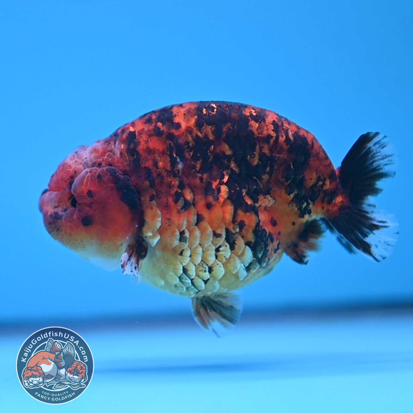 Tiger Ranchu 4 inches Body (250523_RC03)