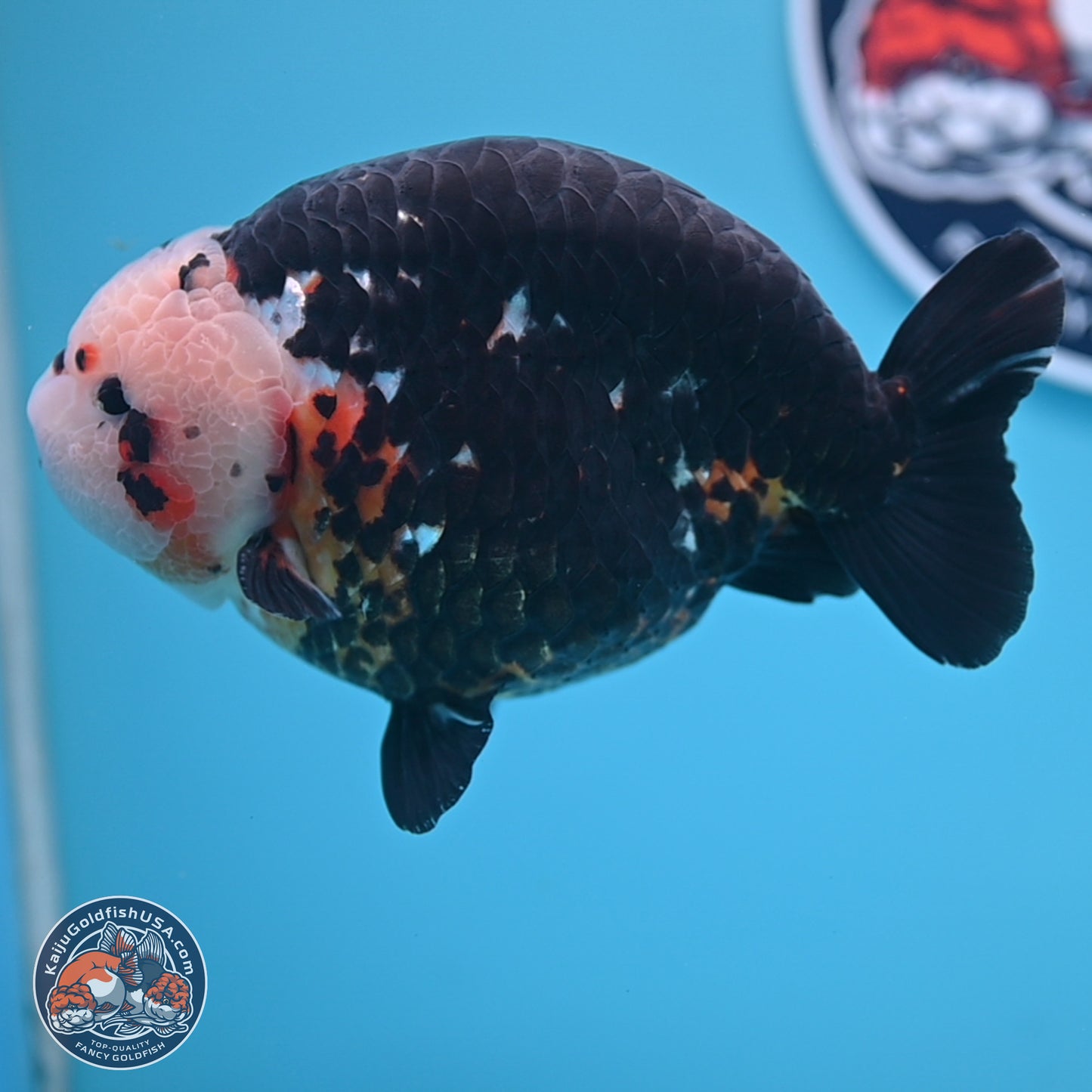 Jumbo Heavy Ink Cow Ranchu 5.5 inches Body - Male (241227_RC03) - Kaiju Goldfish USA