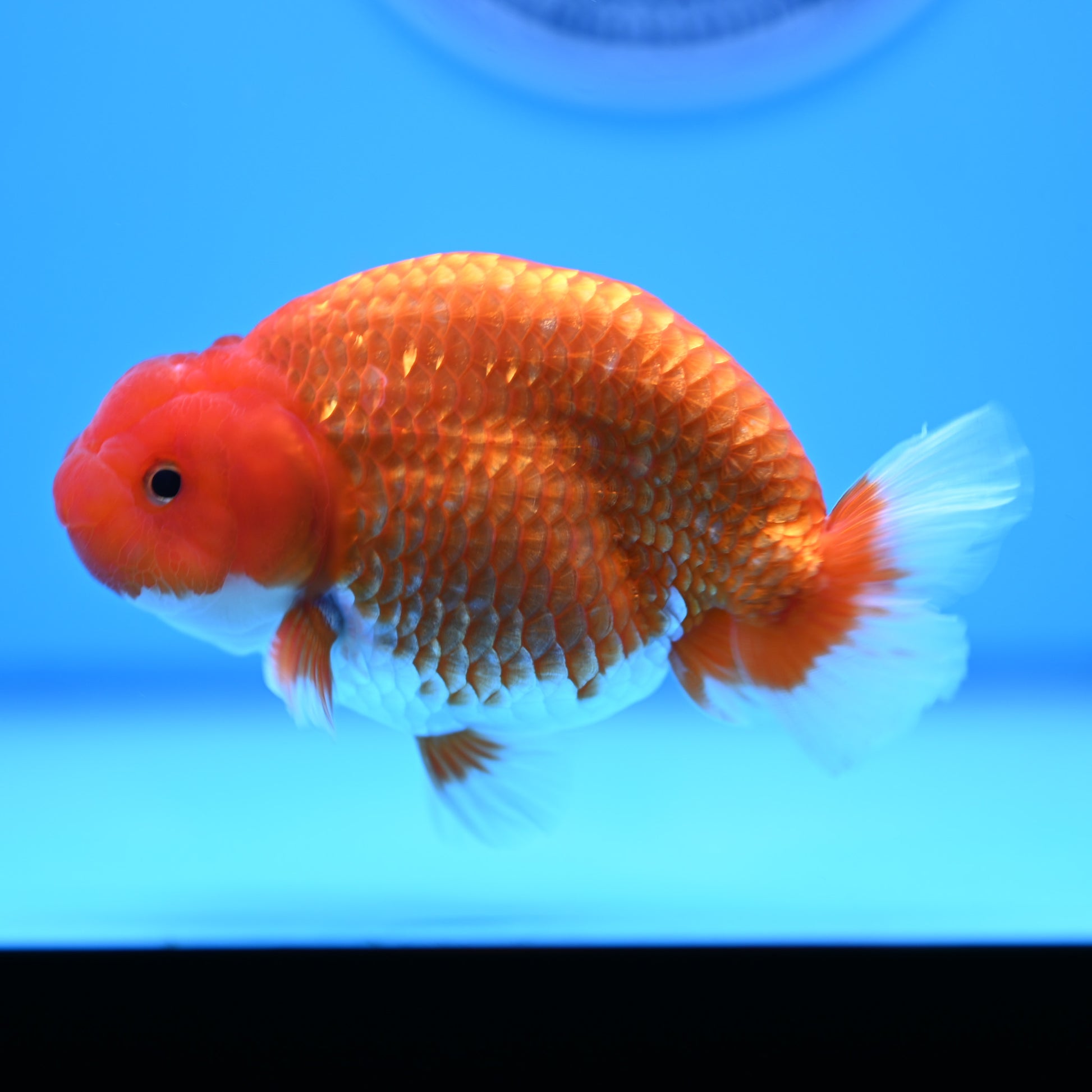 Red White Buffalo Ranchu 4in Body (240704_RC03) - Kaiju Goldfish USA