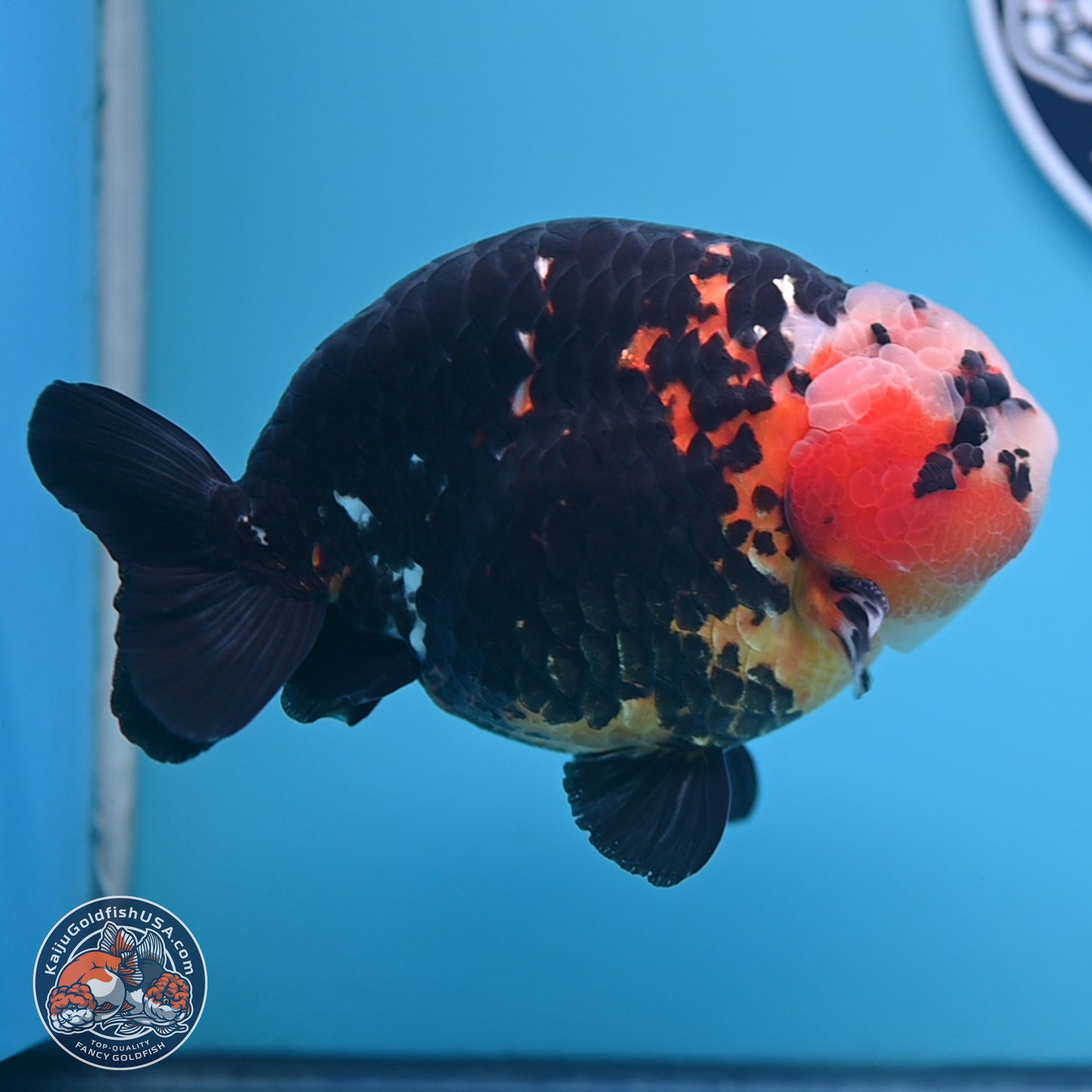 Jumbo Heavy Ink Cow Ranchu 5.5 inches Body - Male (241227_RC03) - Kaiju Goldfish USA