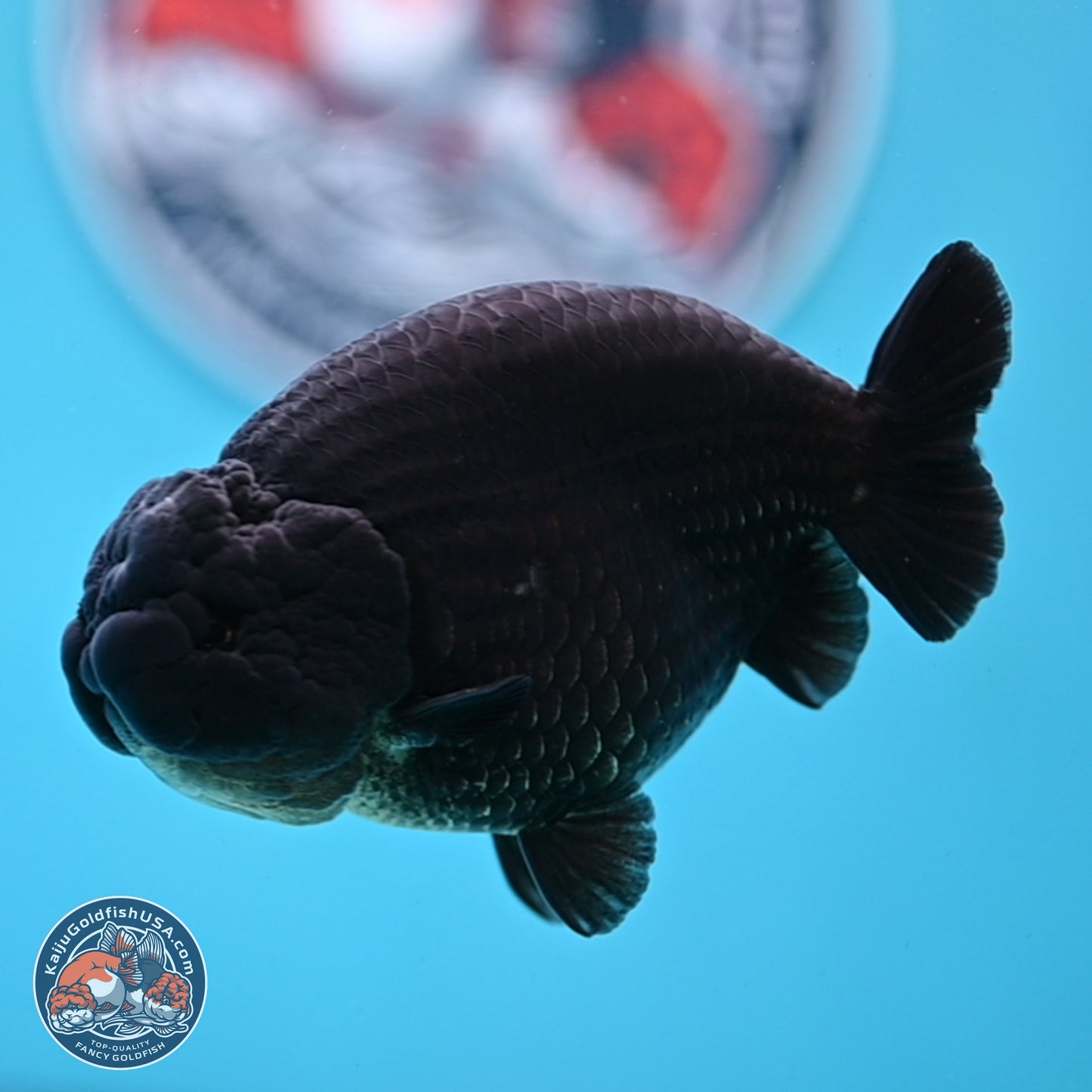 Jet Black Ranchu 4.25 inches Body - Male (250307_RC03)