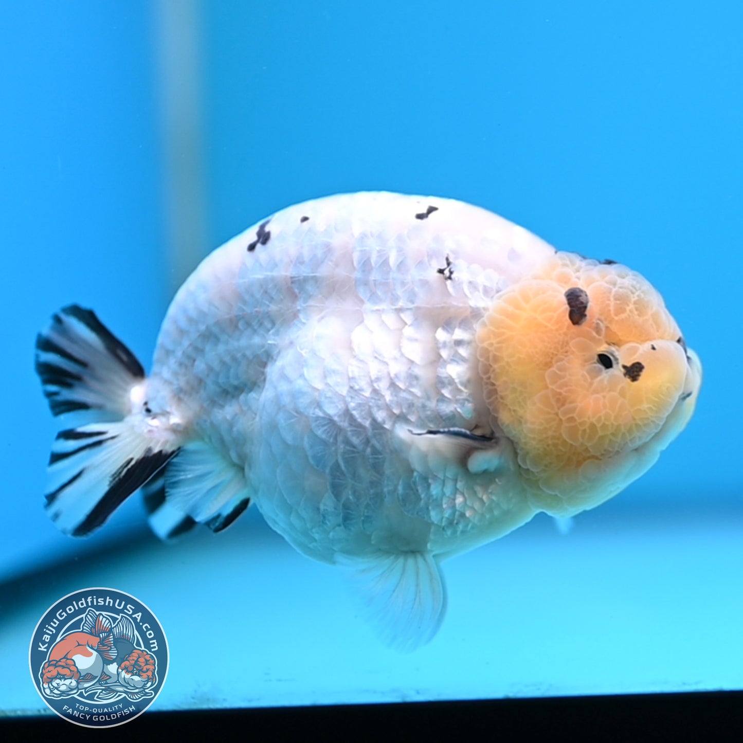 Panda Ranchu 4 inches Body (250509_RC03)