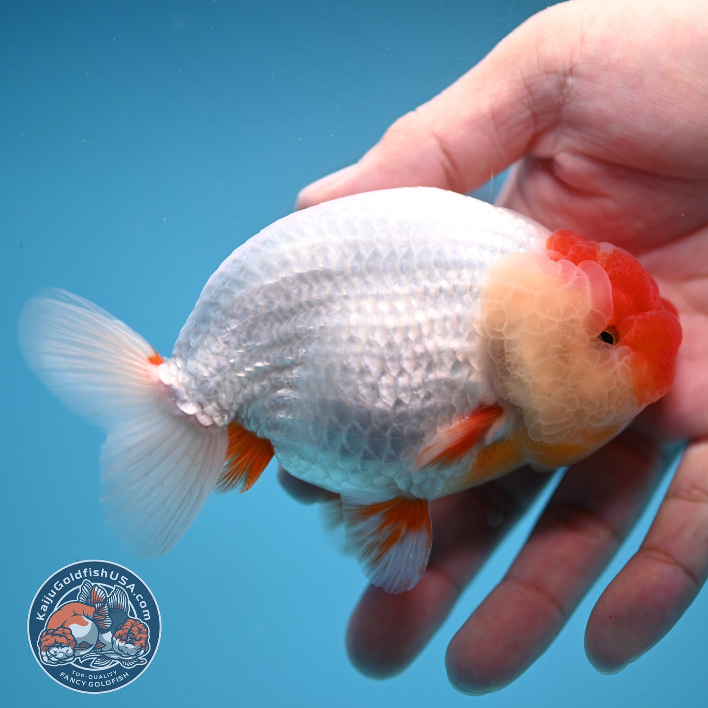 Red Face Buffalo Ranchu 4.5 inch Body (250919_RC03)