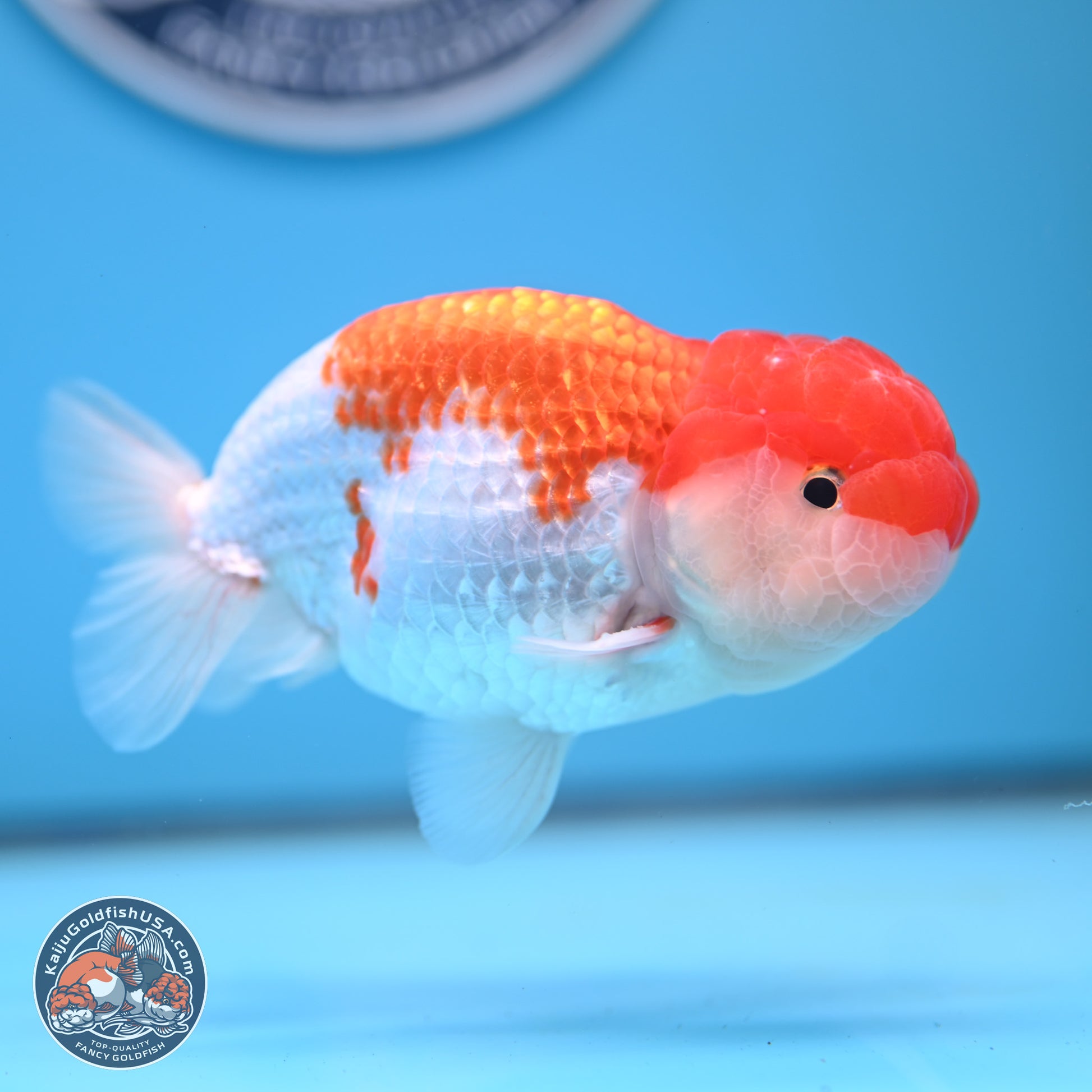 Red White Buffalo Ranchu 5 inches (241025_RC03) - Kaiju Goldfish USA