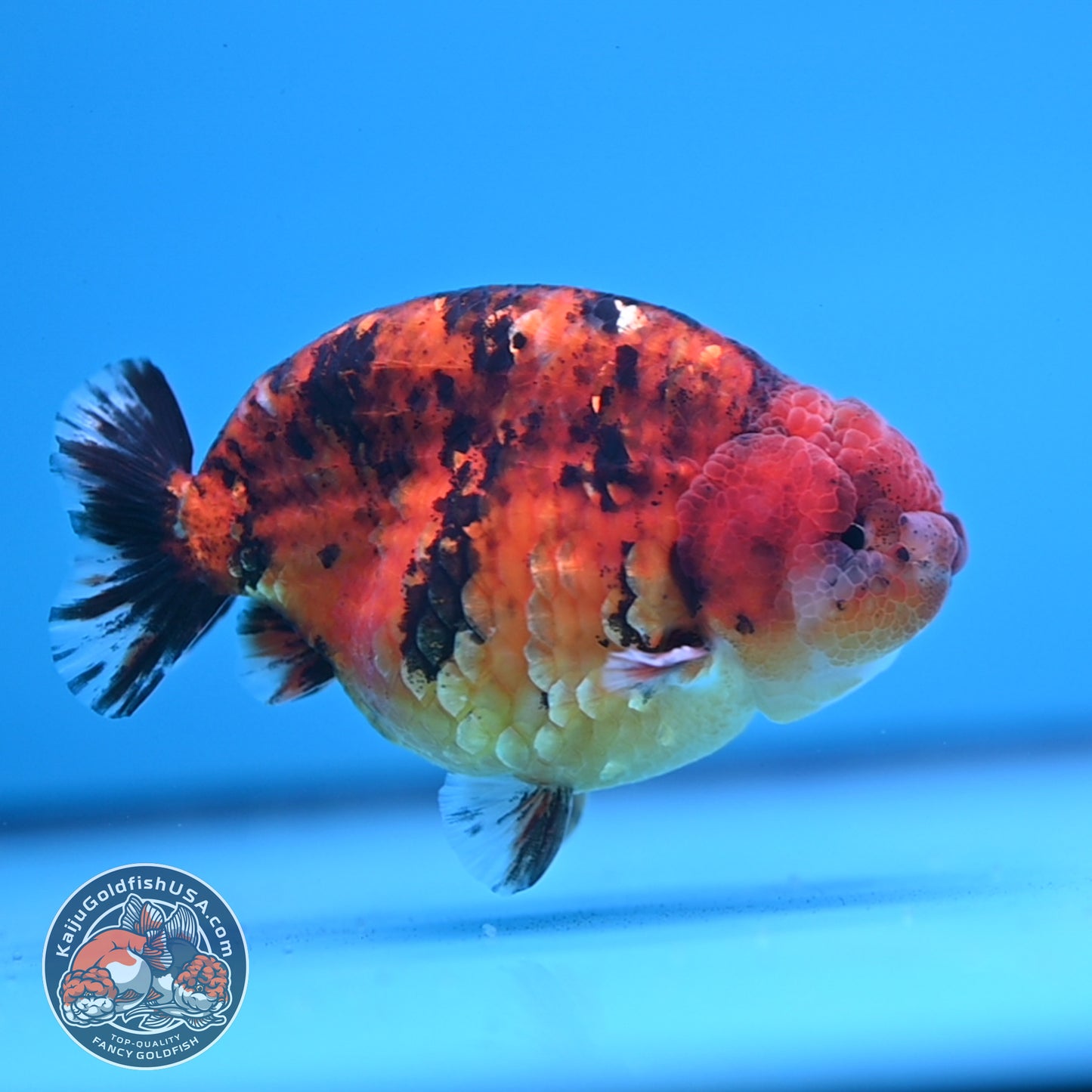 Tiger Ranchu 4 inches Body (250523_RC03)