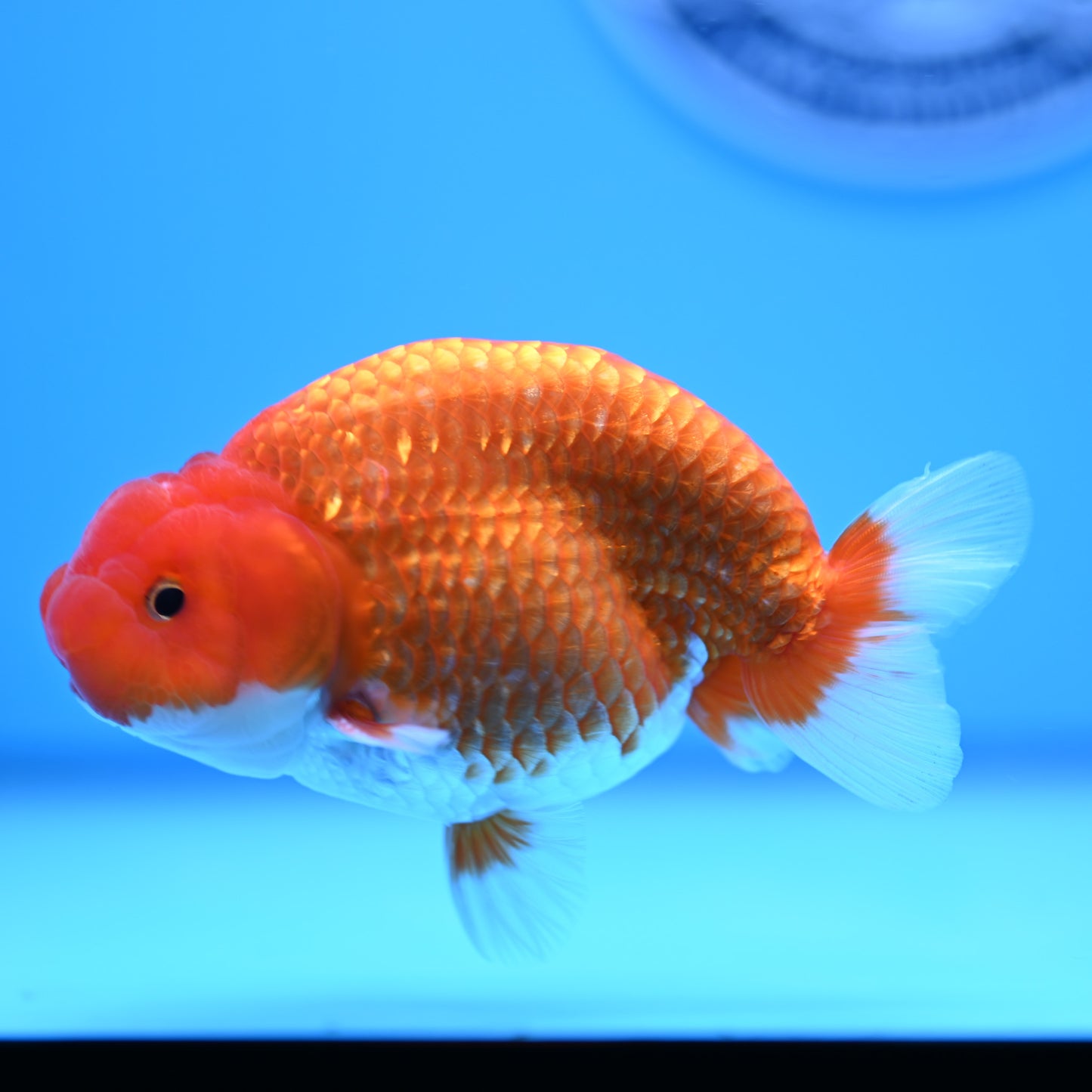 Red White Buffalo Ranchu 4in Body (240704_RC03) - Kaiju Goldfish USA