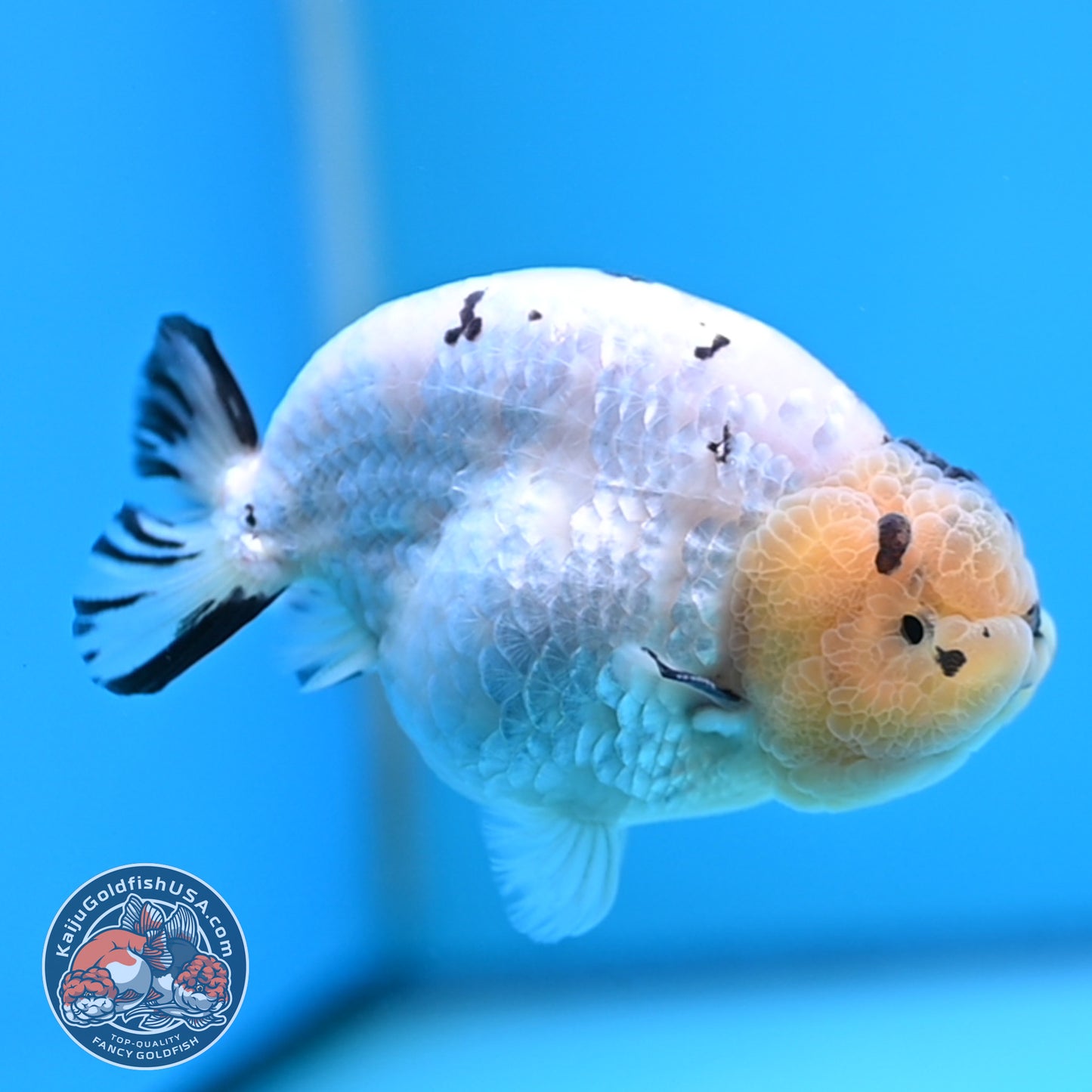 Panda Ranchu 4 inches Body (250509_RC03)