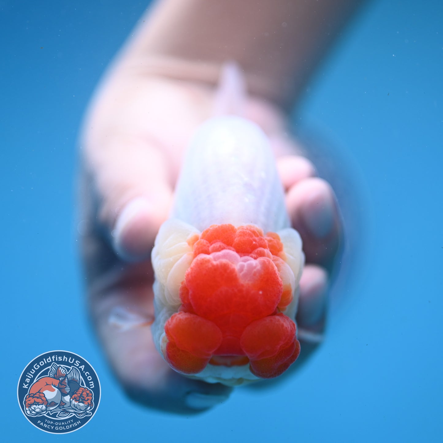 Red Face Buffalo Ranchu 4.5 inch Body (250919_RC03)