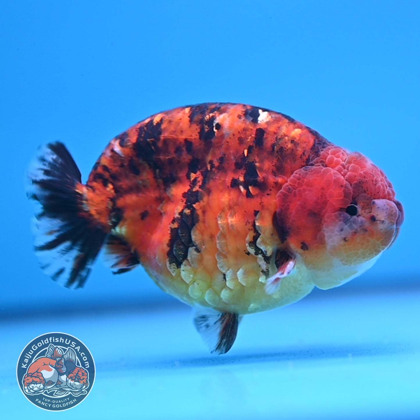 Tiger Ranchu 4 inches Body (250523_RC03)