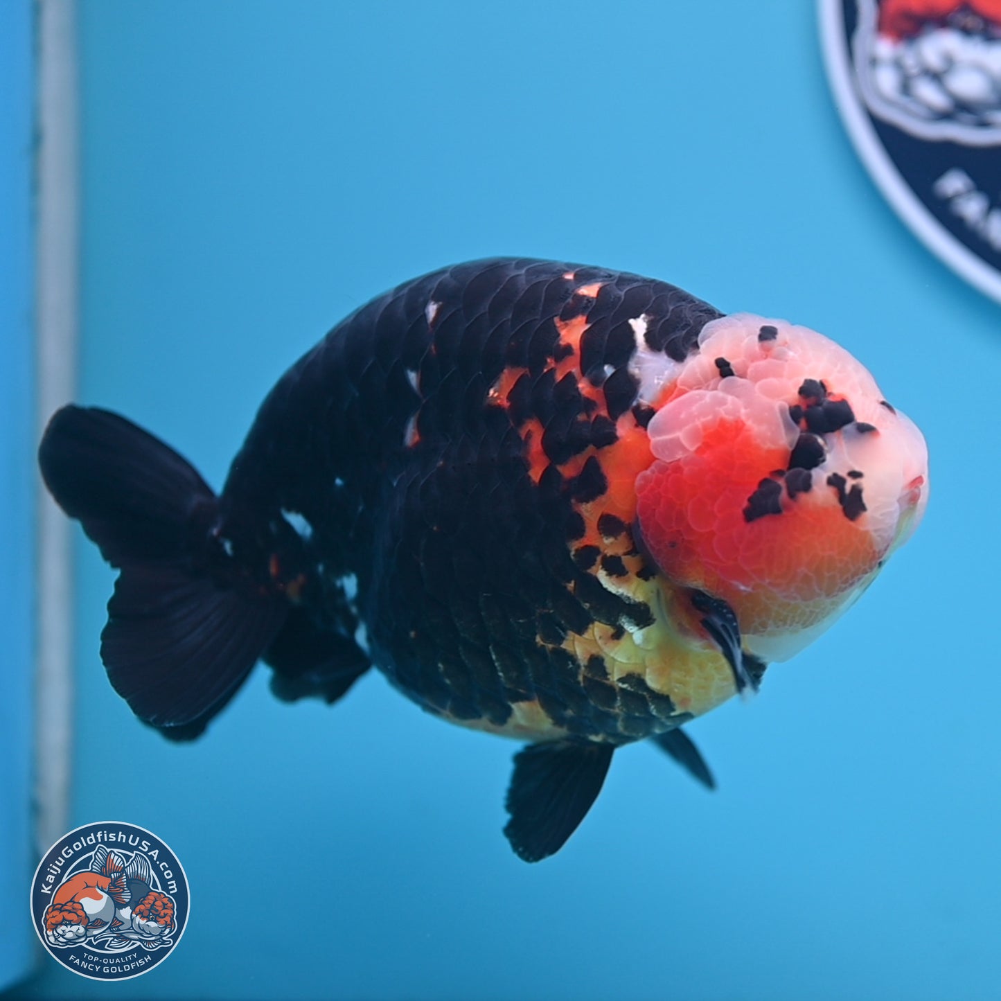 Jumbo Heavy Ink Cow Ranchu 5.5 inches Body - Male (241227_RC03) - Kaiju Goldfish USA