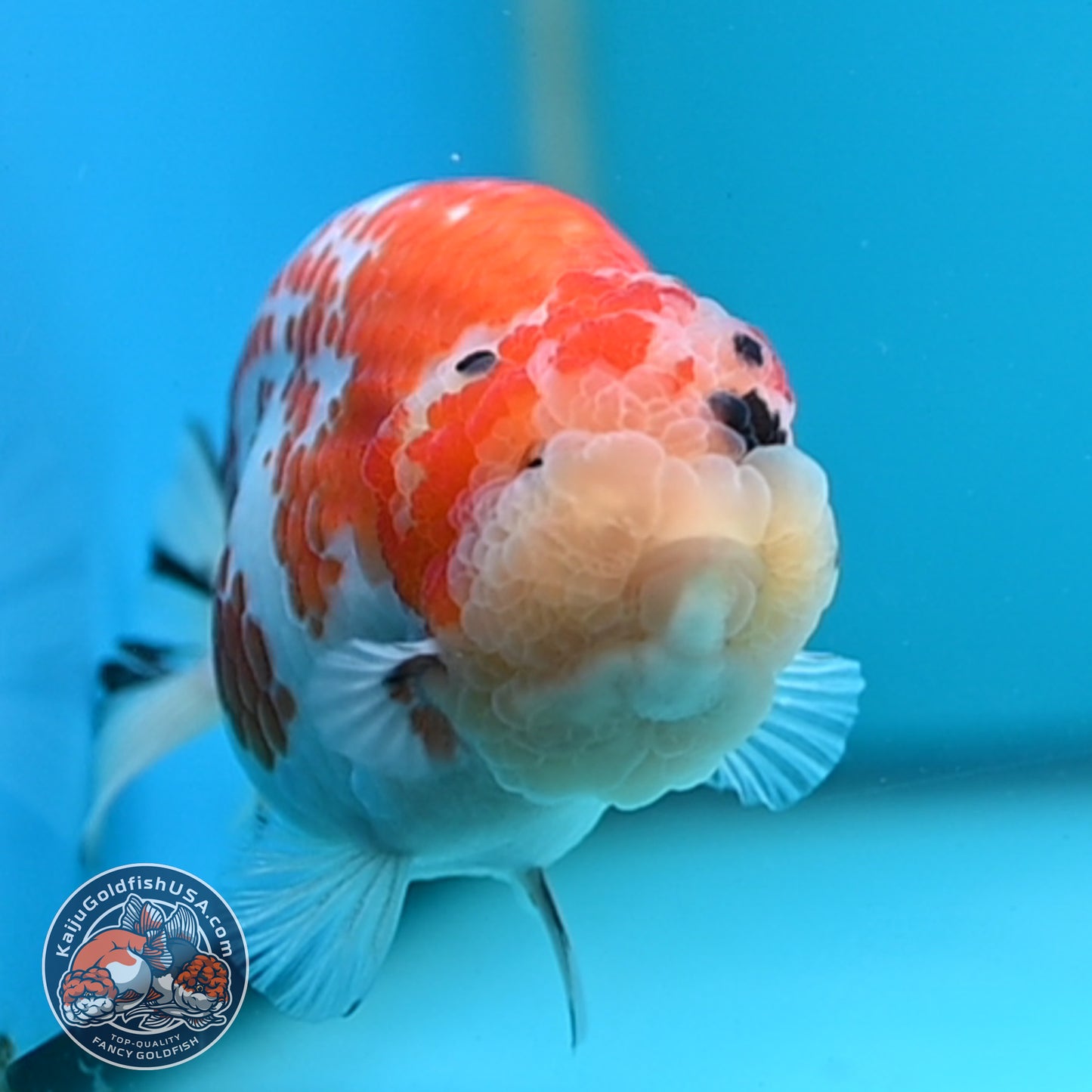Tricolor Sakura Ranchu 4.25 inches Body (250502_RC03)