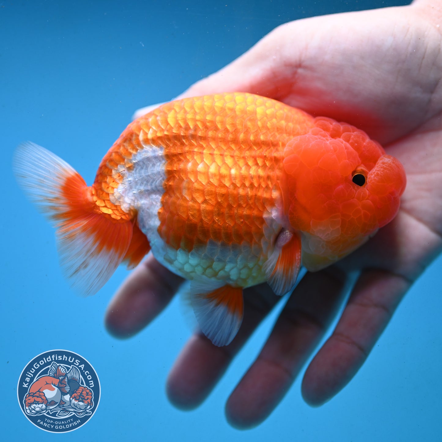 Red White Buffalo Ranchu 4 inch Body (251003_RC03)