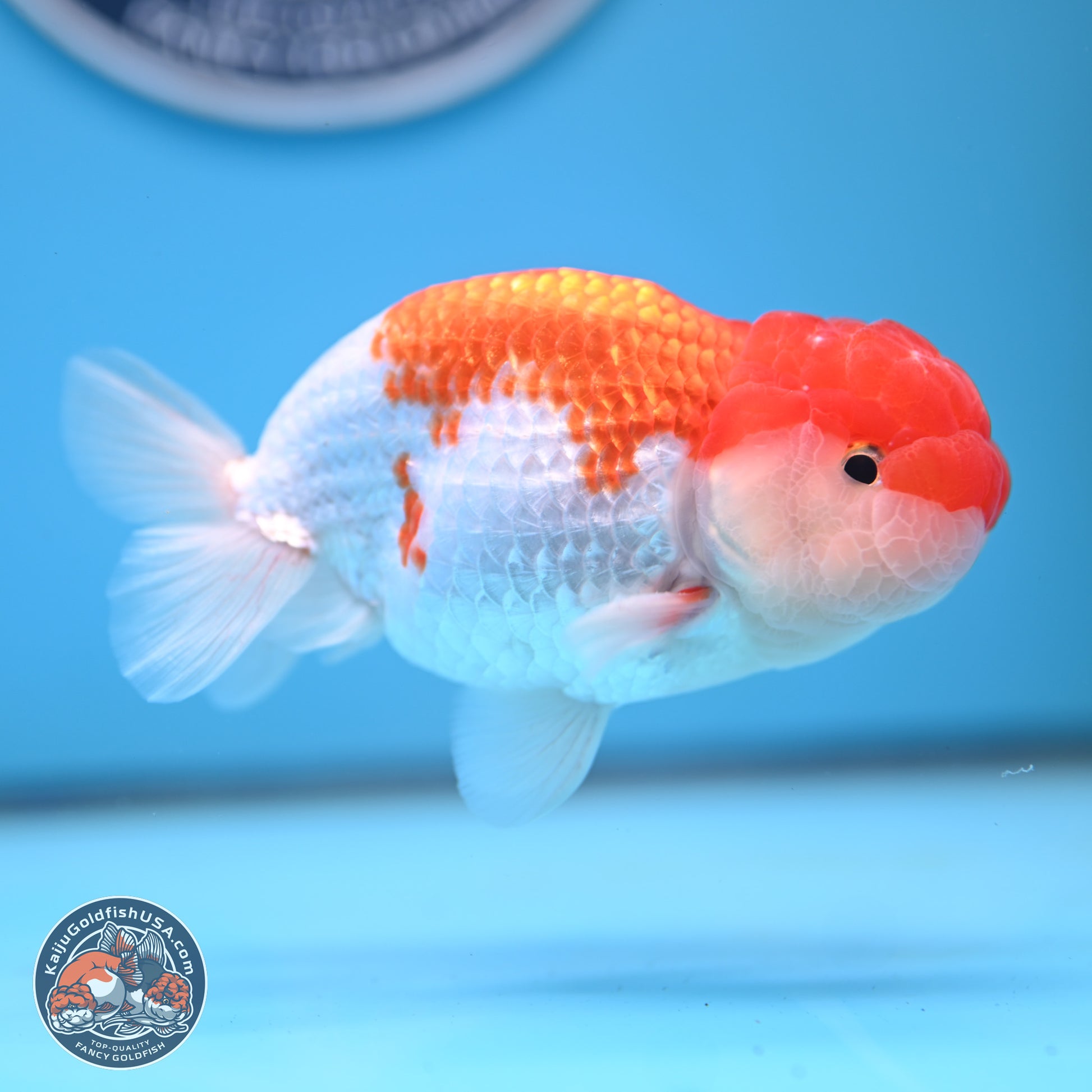 Red White Buffalo Ranchu 5 inches (241025_RC03) - Kaiju Goldfish USA