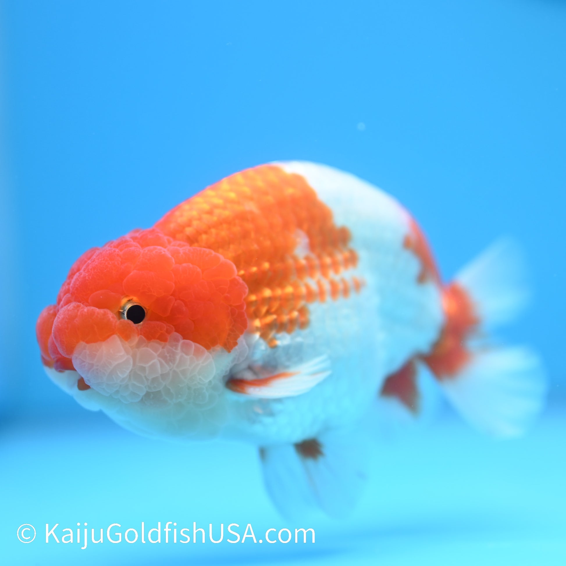 Red White Buffalo Ranchu 4.5 - 5 inches (240301_RC03) - Kaiju Goldfish USA