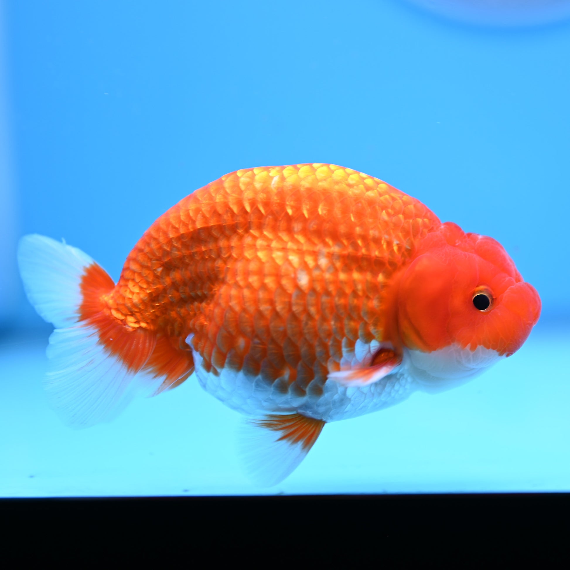 Red White Buffalo Ranchu 4in Body (240704_RC03) - Kaiju Goldfish USA