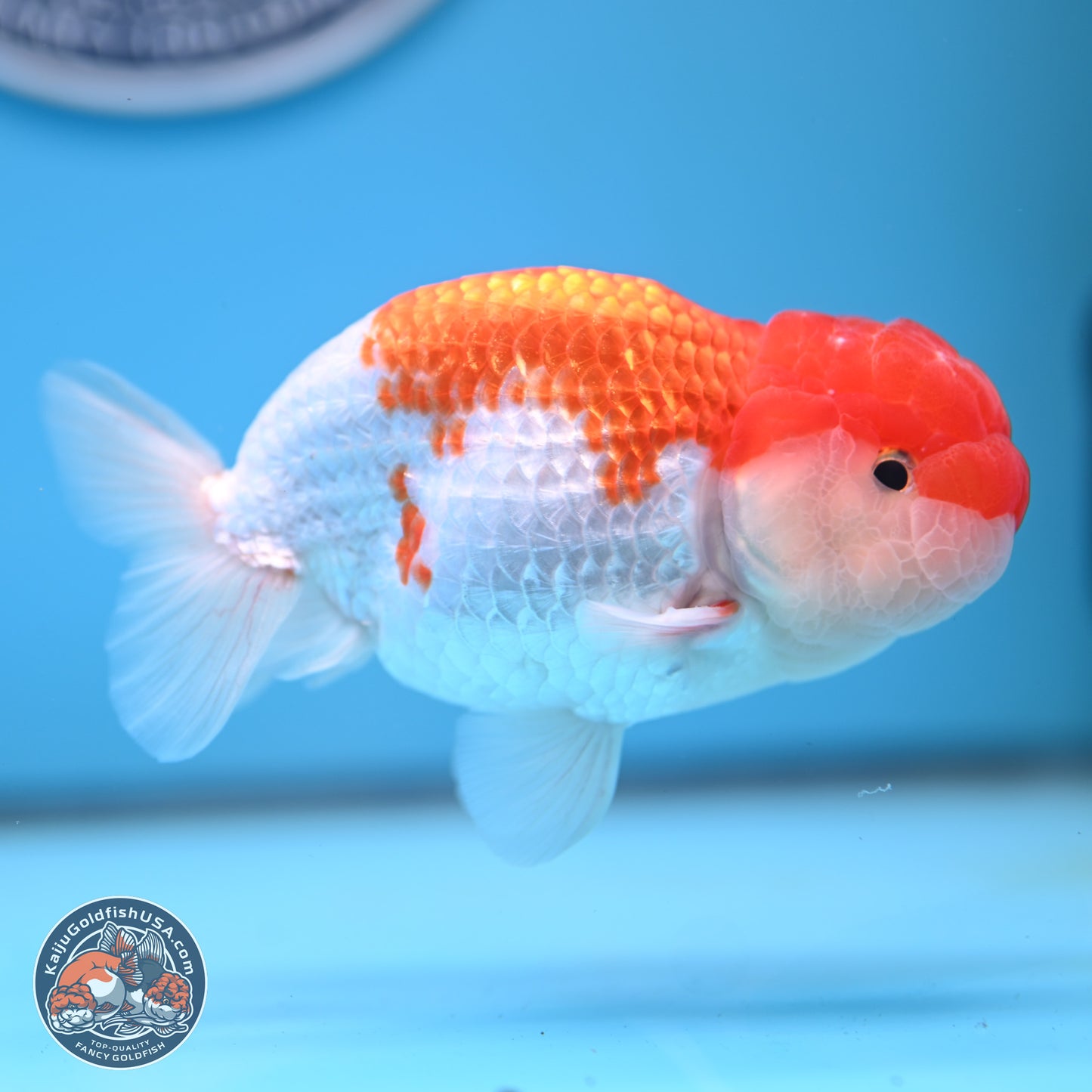 Red White Buffalo Ranchu 5 inches (241025_RC03) - Kaiju Goldfish USA