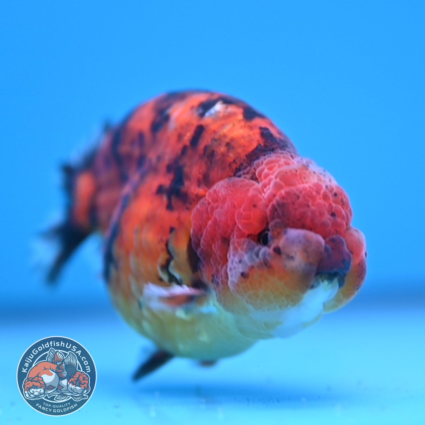 Tiger Ranchu 4 inches Body (250523_RC03)