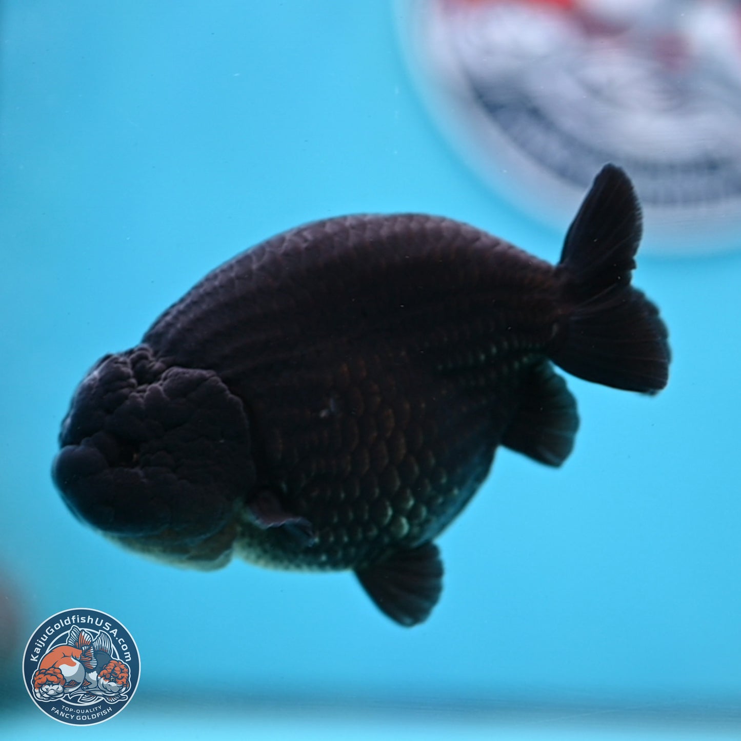 Jet Black Ranchu 4.25 inches Body - Male (250307_RC03)