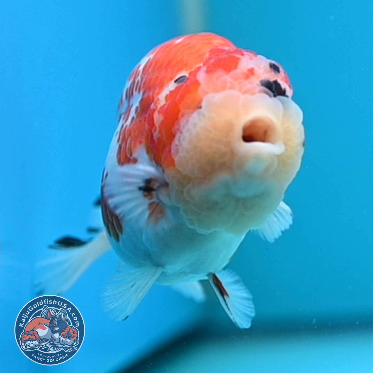 Tricolor Sakura Ranchu 4.25 inches Body (250502_RC03)