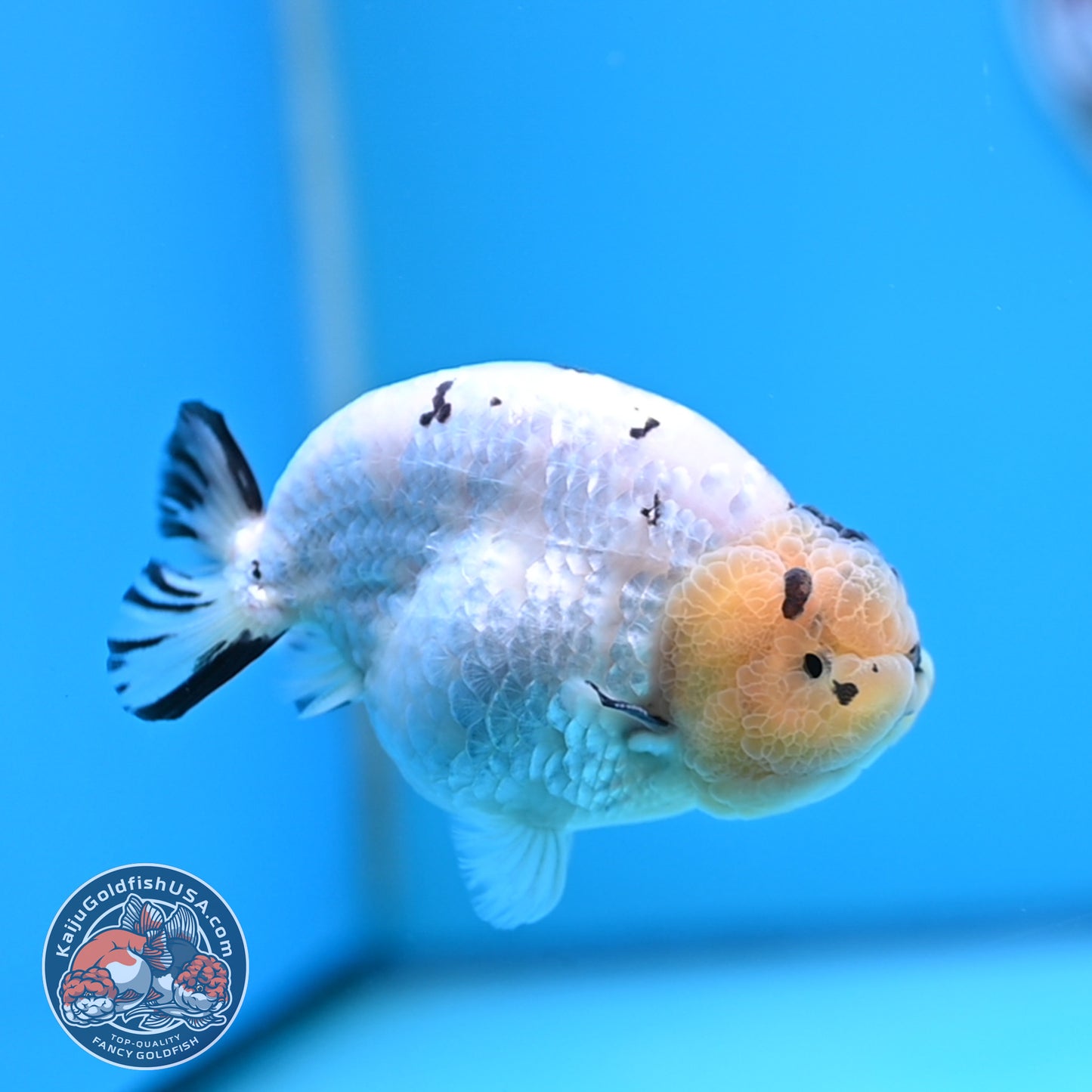 Panda Ranchu 4 inches Body (250509_RC03)