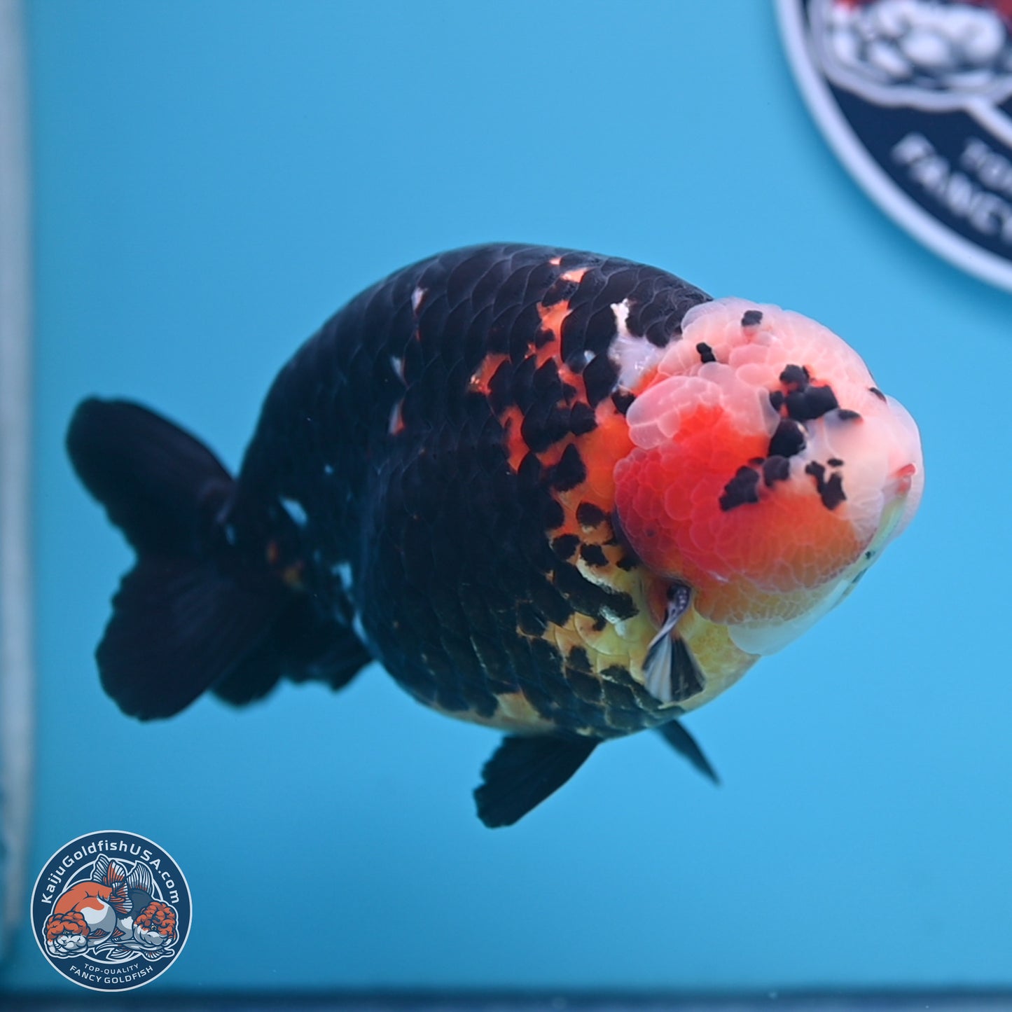 Jumbo Heavy Ink Cow Ranchu 5.5 inches Body - Male (241227_RC03) - Kaiju Goldfish USA