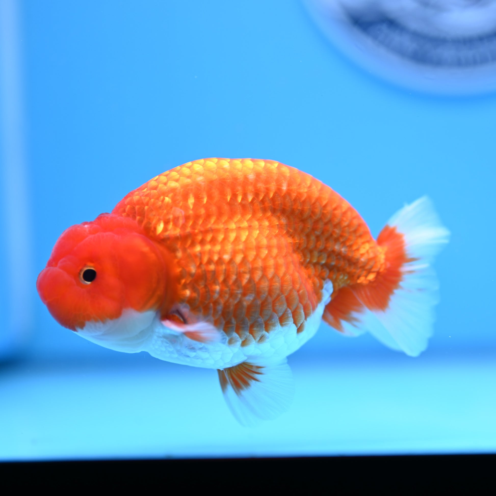 Red White Buffalo Ranchu 4in Body (240704_RC03) - Kaiju Goldfish USA