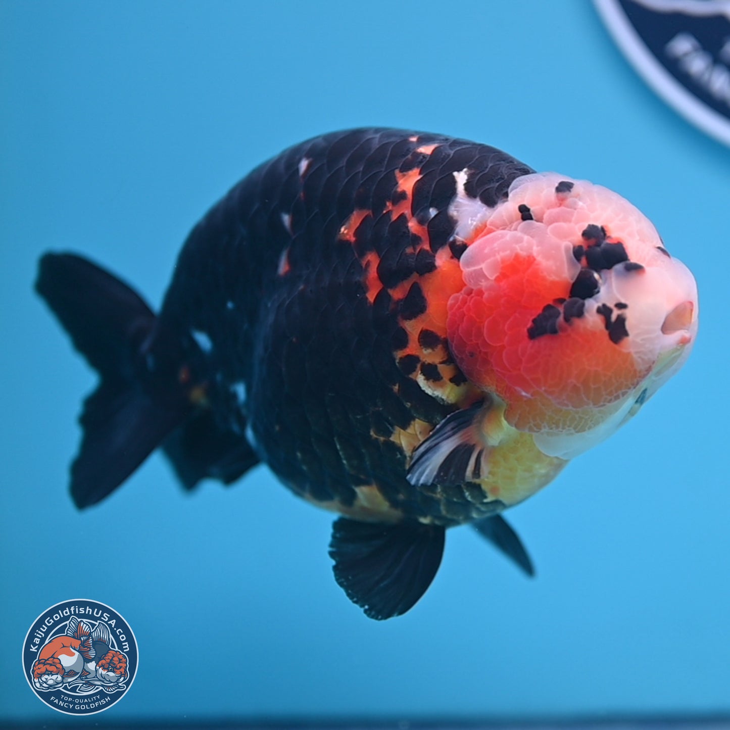 Jumbo Heavy Ink Cow Ranchu 5.5 inches Body - Male (241227_RC03) - Kaiju Goldfish USA