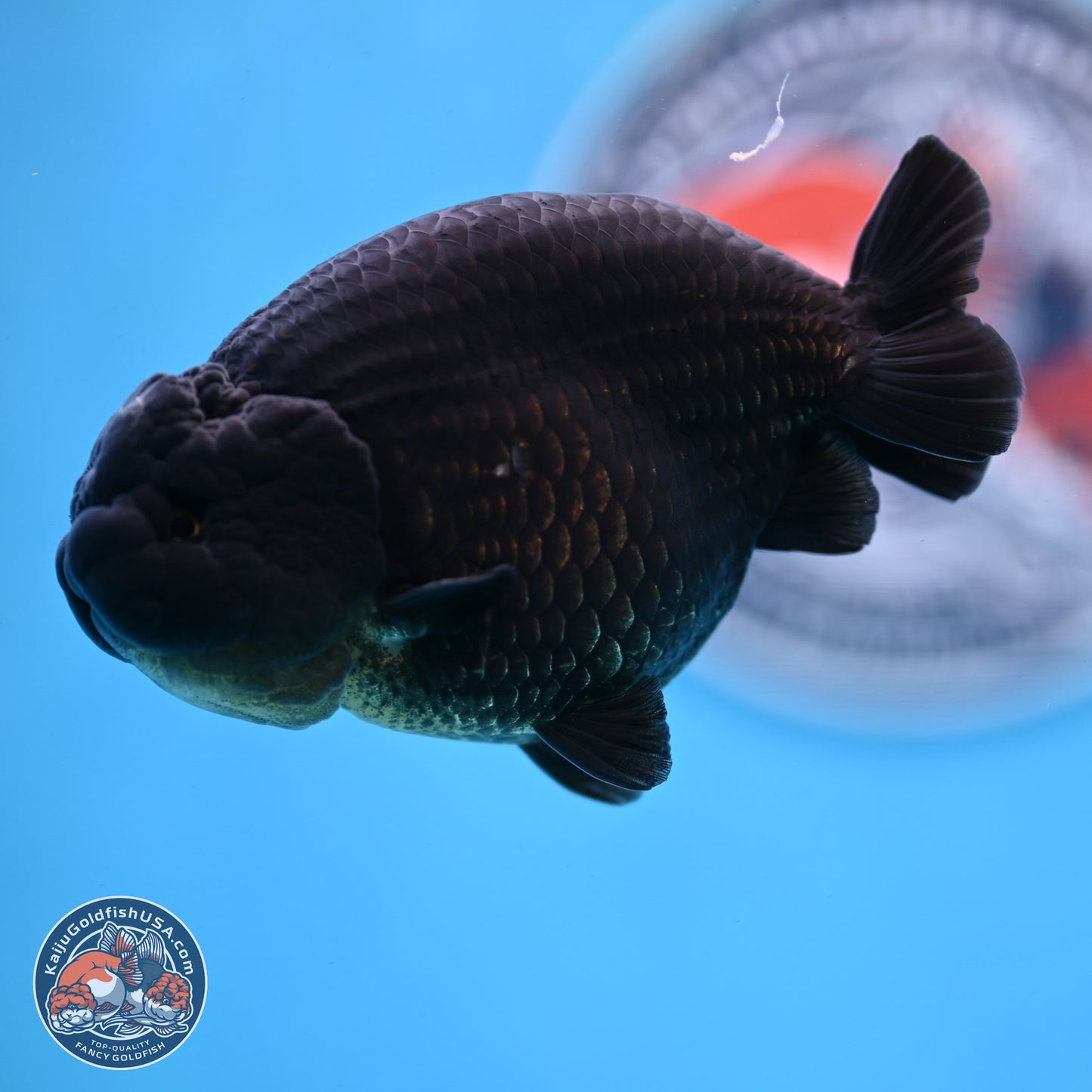 Jet Black Ranchu 4.25 inches Body - Male (250307_RC03)