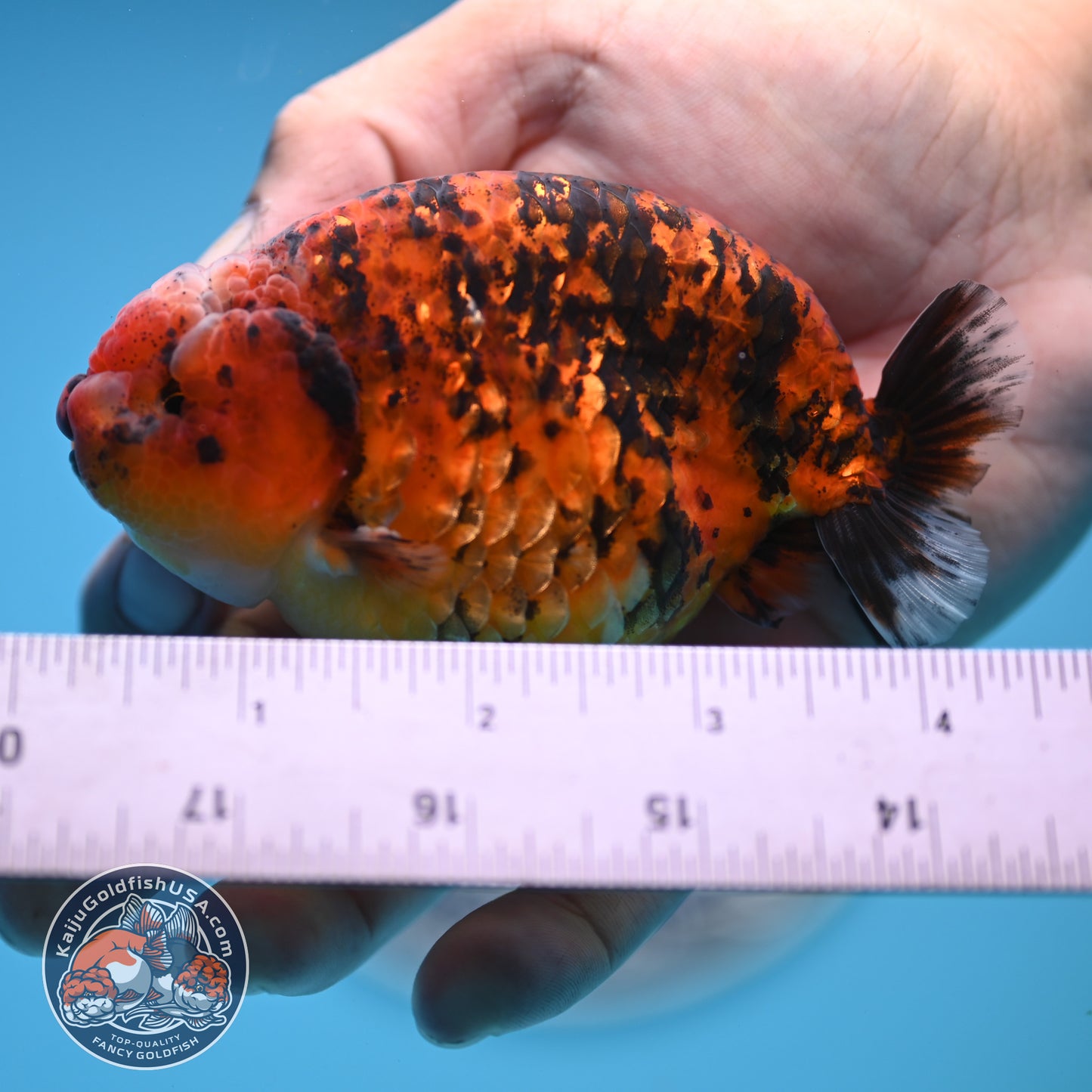 Tiger Ranchu 4 inches Body (250523_RC03)