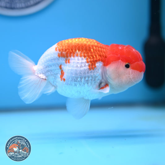 Red White Buffalo Ranchu 5 inches (241025_RC03) - Kaiju Goldfish USA