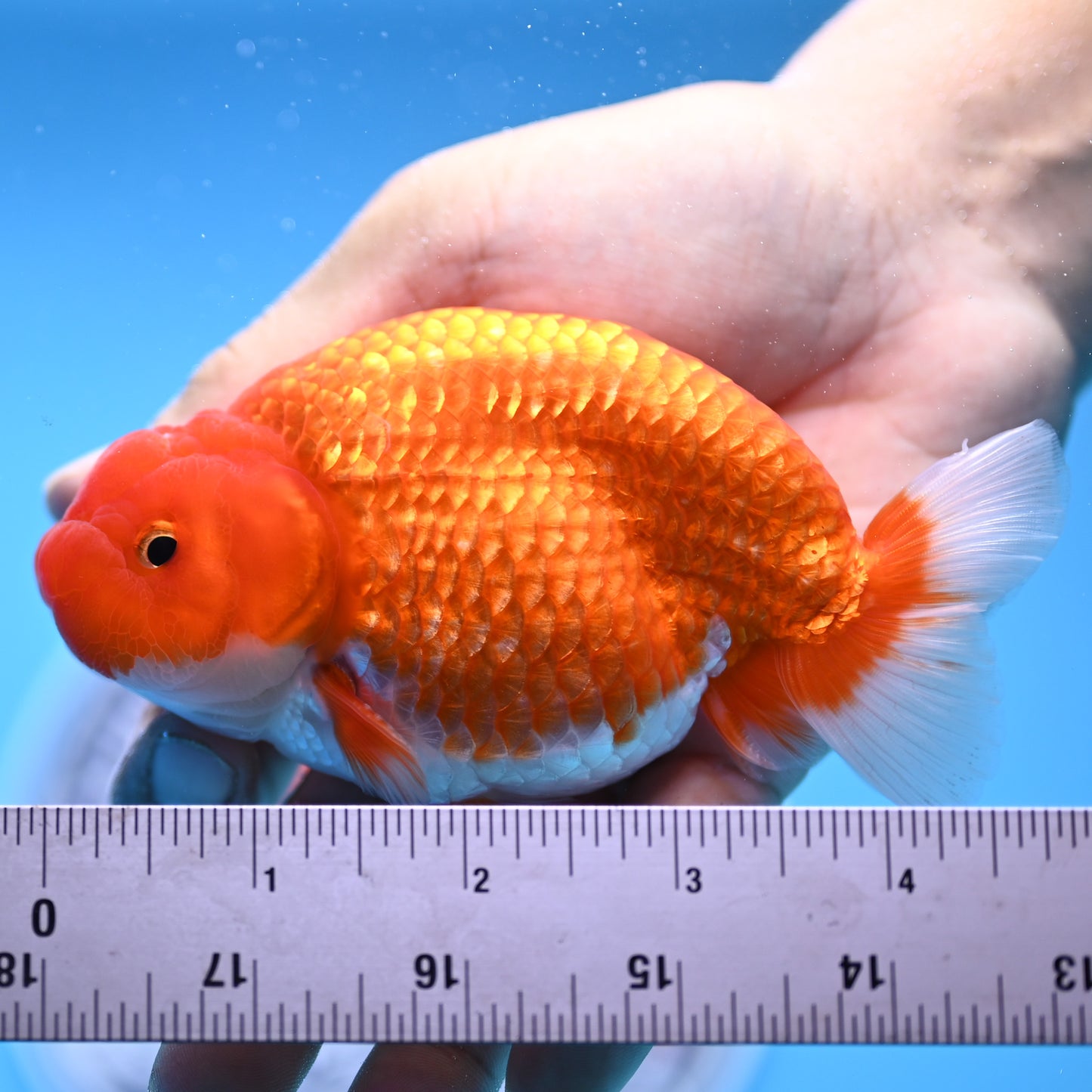 Red White Buffalo Ranchu 4in Body (240704_RC03) - Kaiju Goldfish USA