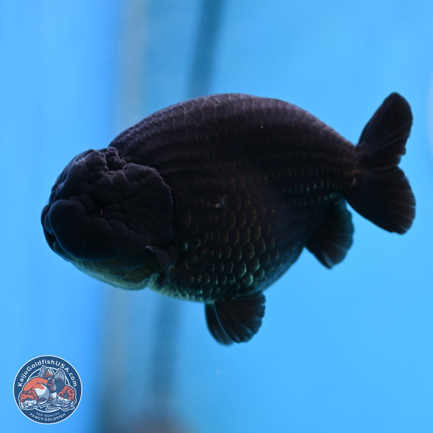 Jet Black Ranchu 4.25 inches Body - Male (250307_RC03)