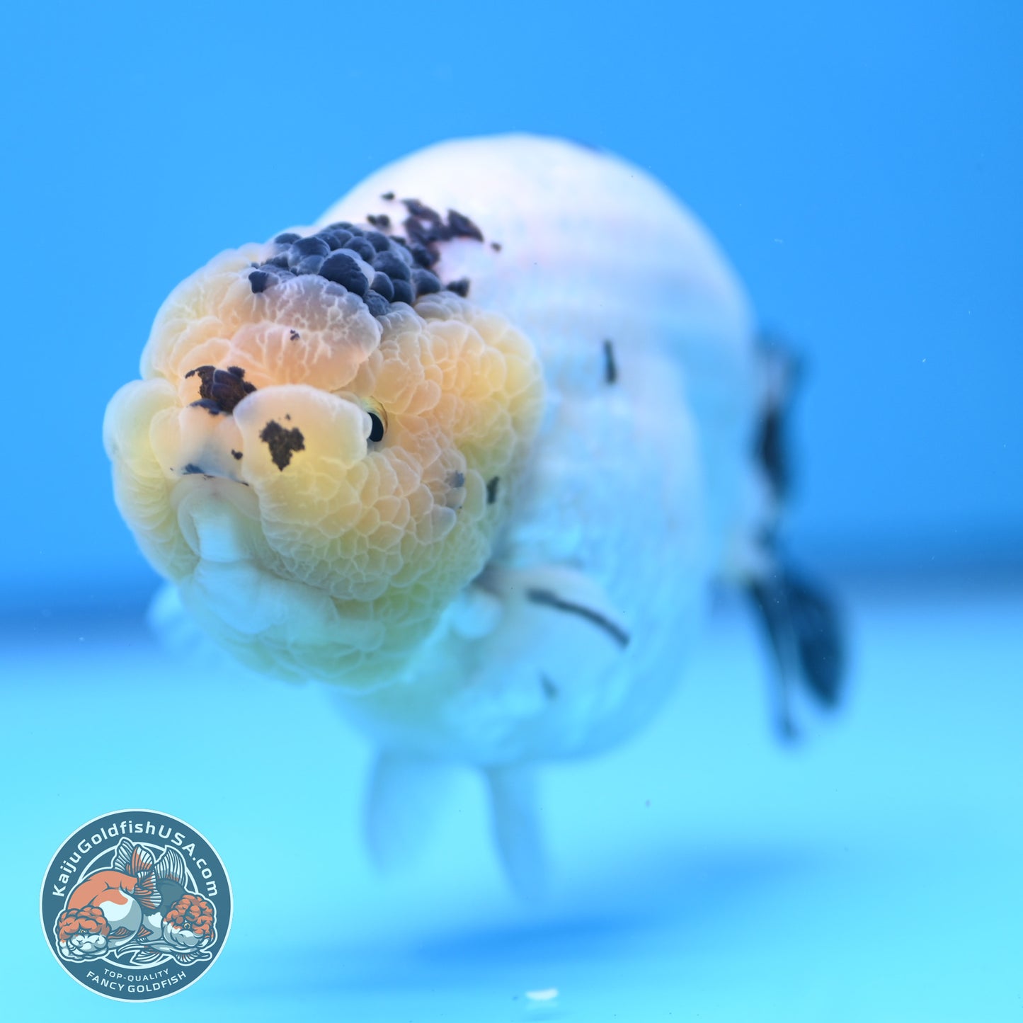 Panda Ranchu 4 inches Body (250509_RC03)