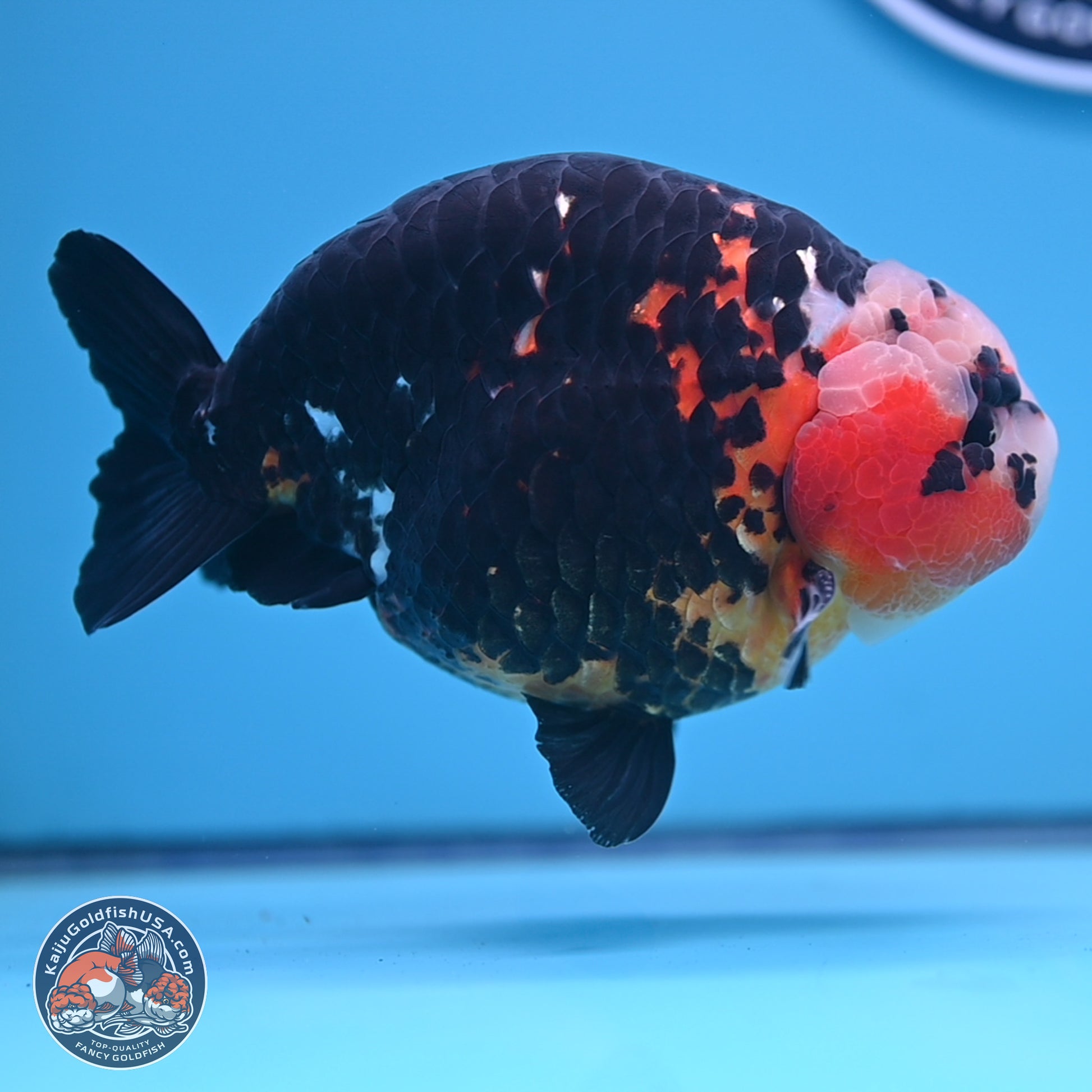 Jumbo Heavy Ink Cow Ranchu 5.5 inches Body - Male (241227_RC03) - Kaiju Goldfish USA