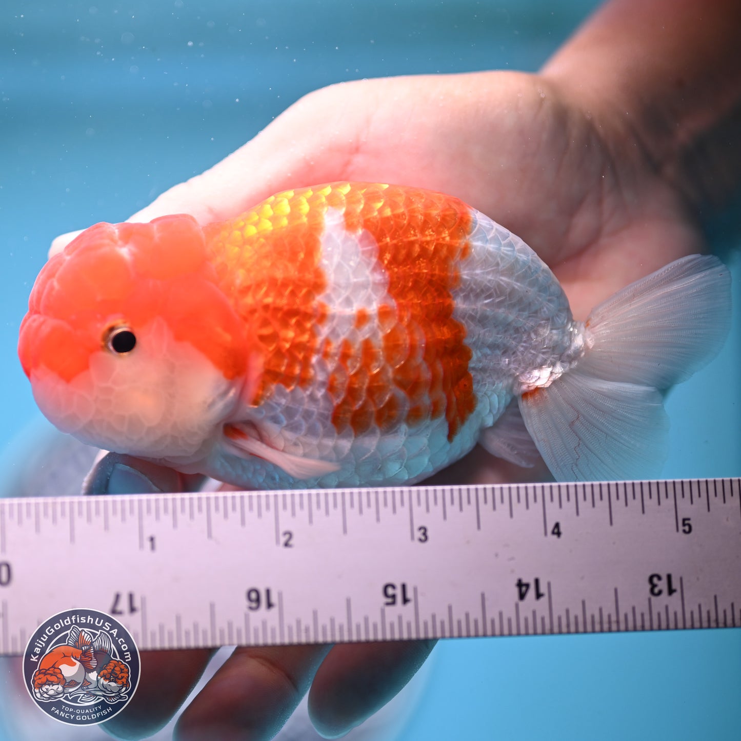 Red White Buffalo Ranchu 5 inches (241025_RC03) - Kaiju Goldfish USA