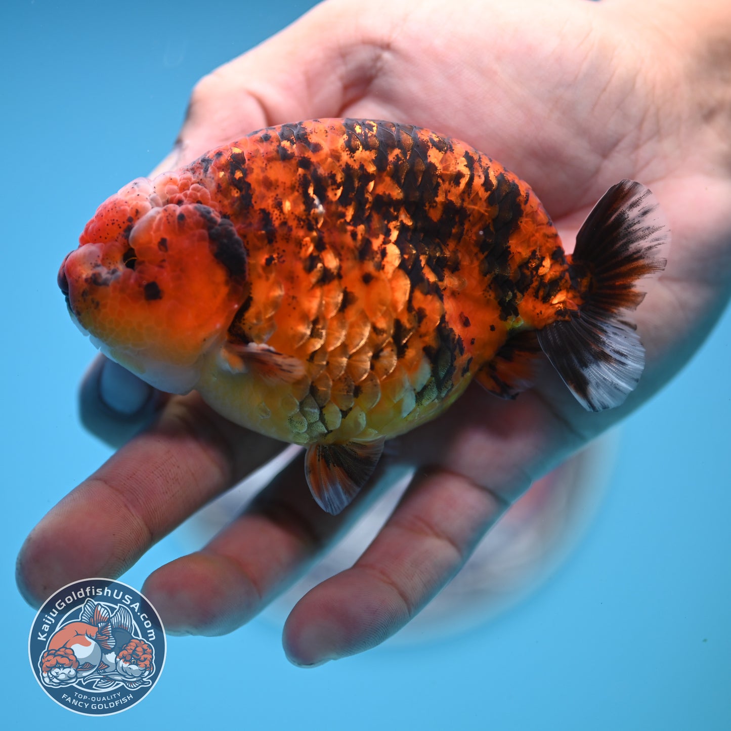 Tiger Ranchu 4 inches Body (250523_RC03)