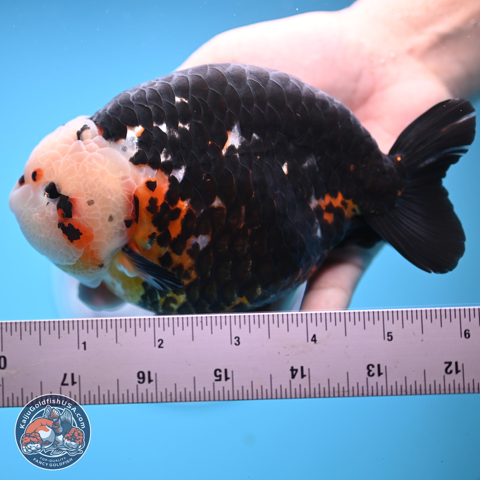 Jumbo Heavy Ink Cow Ranchu 5.5 inches Body - Male (241227_RC03) - Kaiju Goldfish USA