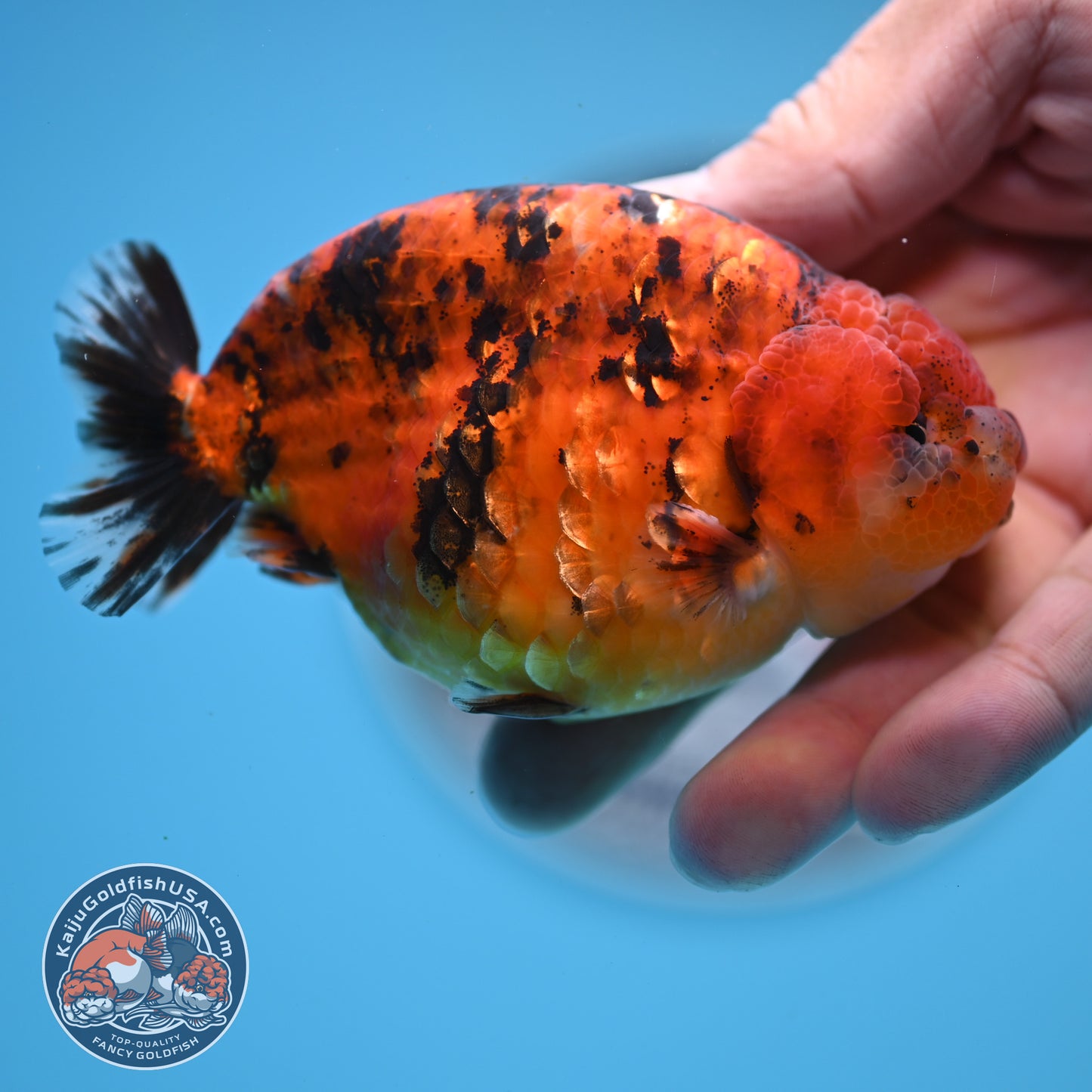 Tiger Ranchu 4 inches Body (250523_RC03)