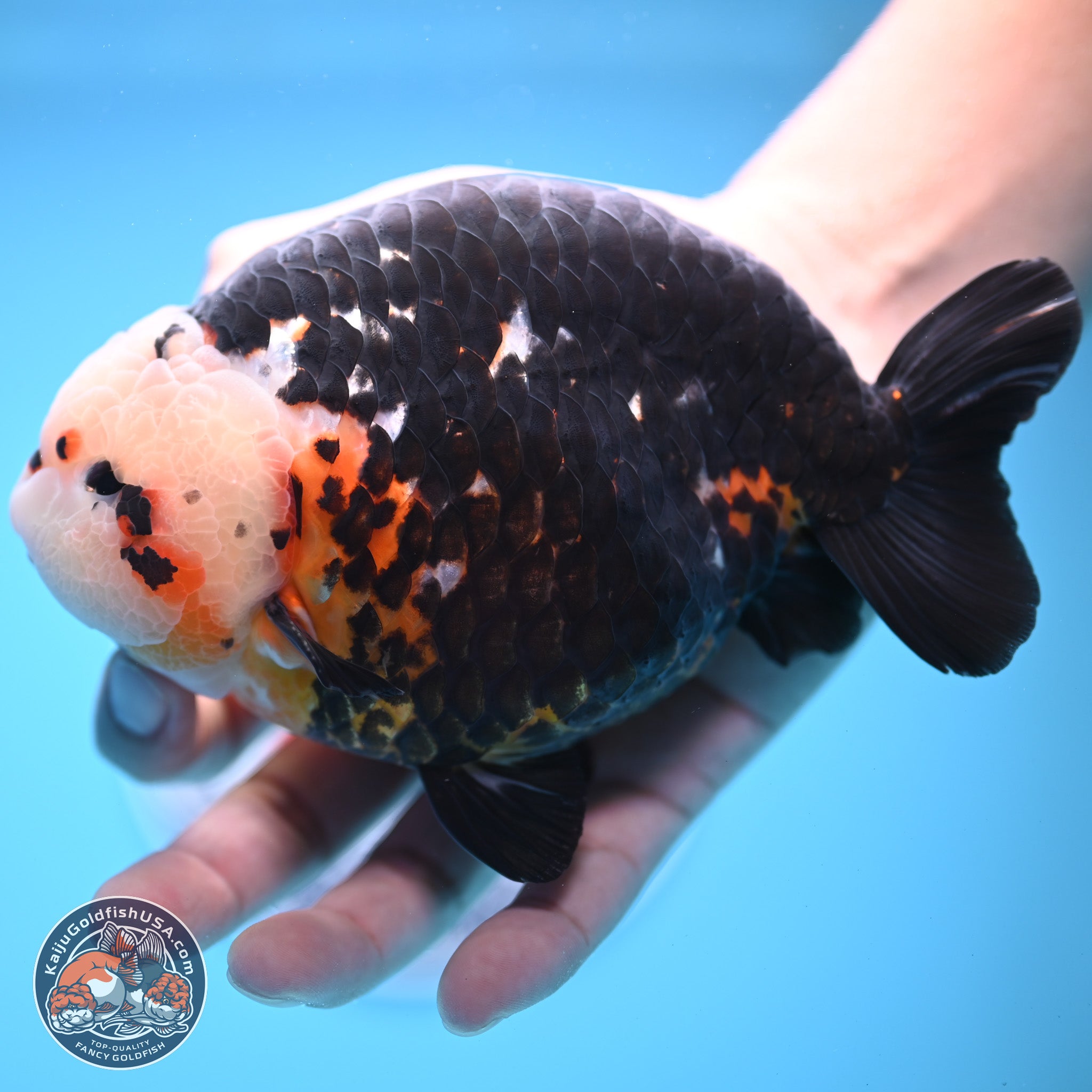 Jumbo Heavy Ink Cow Ranchu Goldfish for Sale | Kaiju Goldfish USA