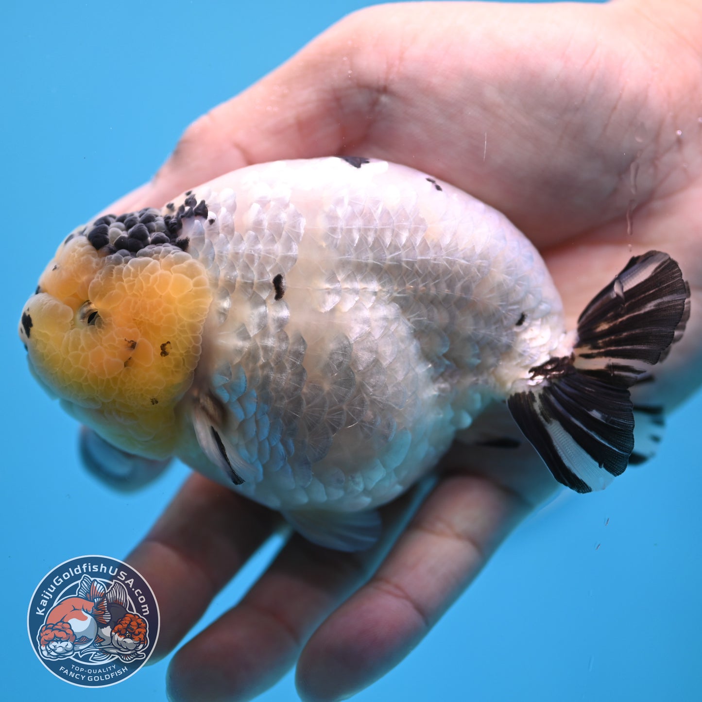 Panda Ranchu 4 inches Body (250509_RC03)