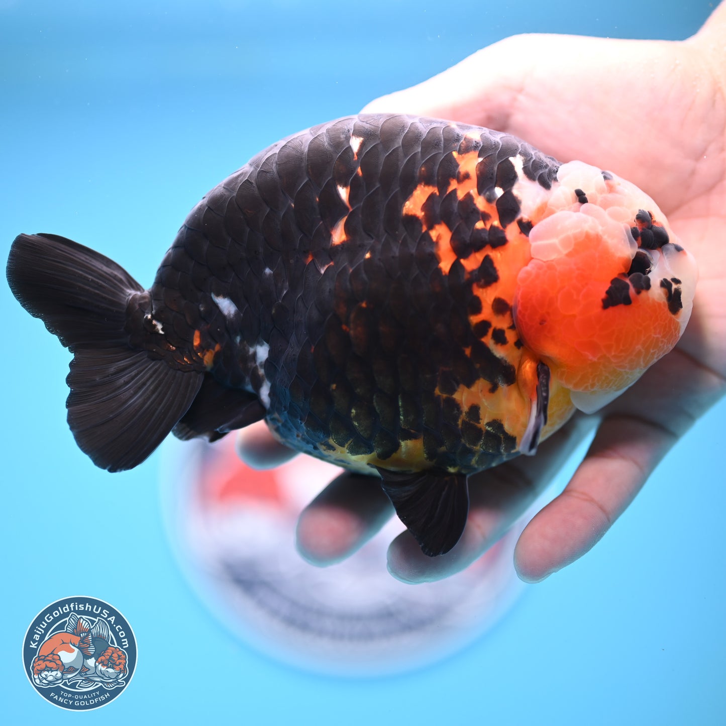 Jumbo Heavy Ink Cow Ranchu 5.5 inches Body - Male (241227_RC03) - Kaiju Goldfish USA