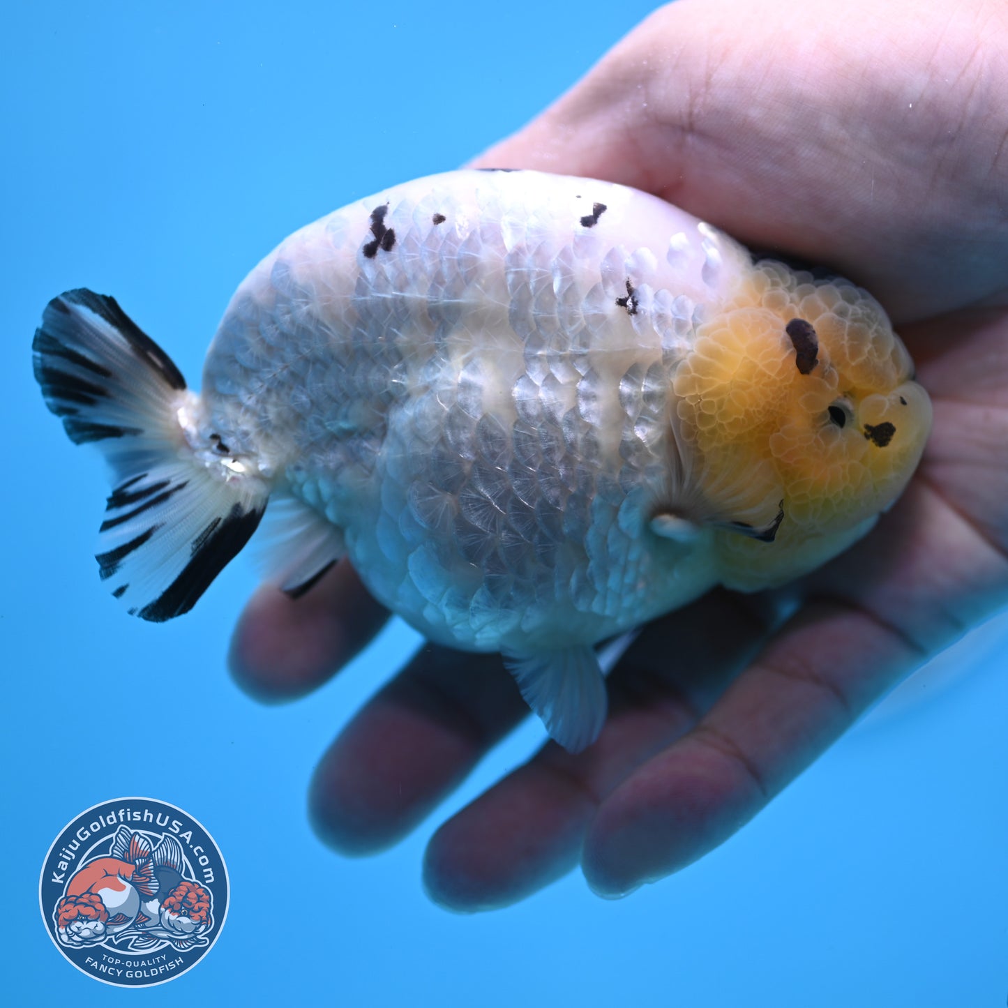 Panda Ranchu 4 inches Body (250509_RC03)
