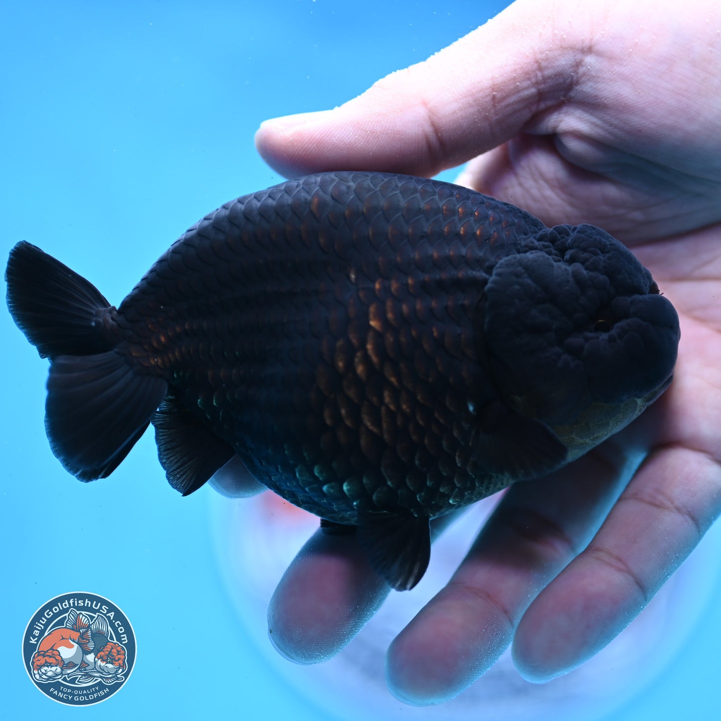 Jet Black Ranchu 4.25 inches Body - Male (250307_RC03)