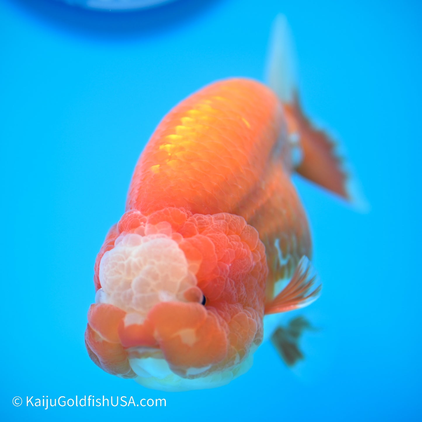 Jade Seal Red White Buffalo Ranchu 4.5in body (240524_RC03) - Kaiju Goldfish USA