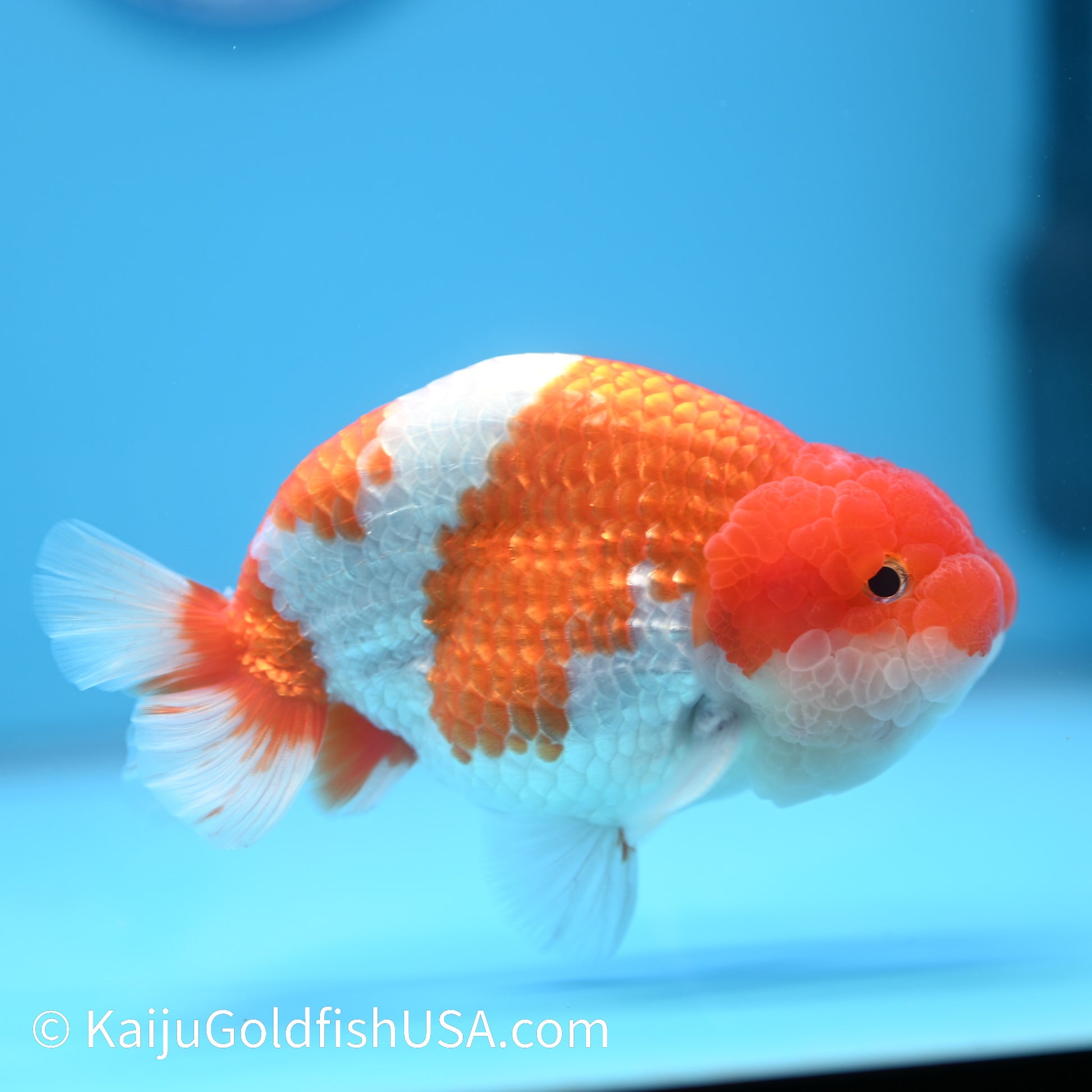 Red White Buffalo Ranchu 4.5 - 5 inches (240301_RC03) - Kaiju Goldfish USA