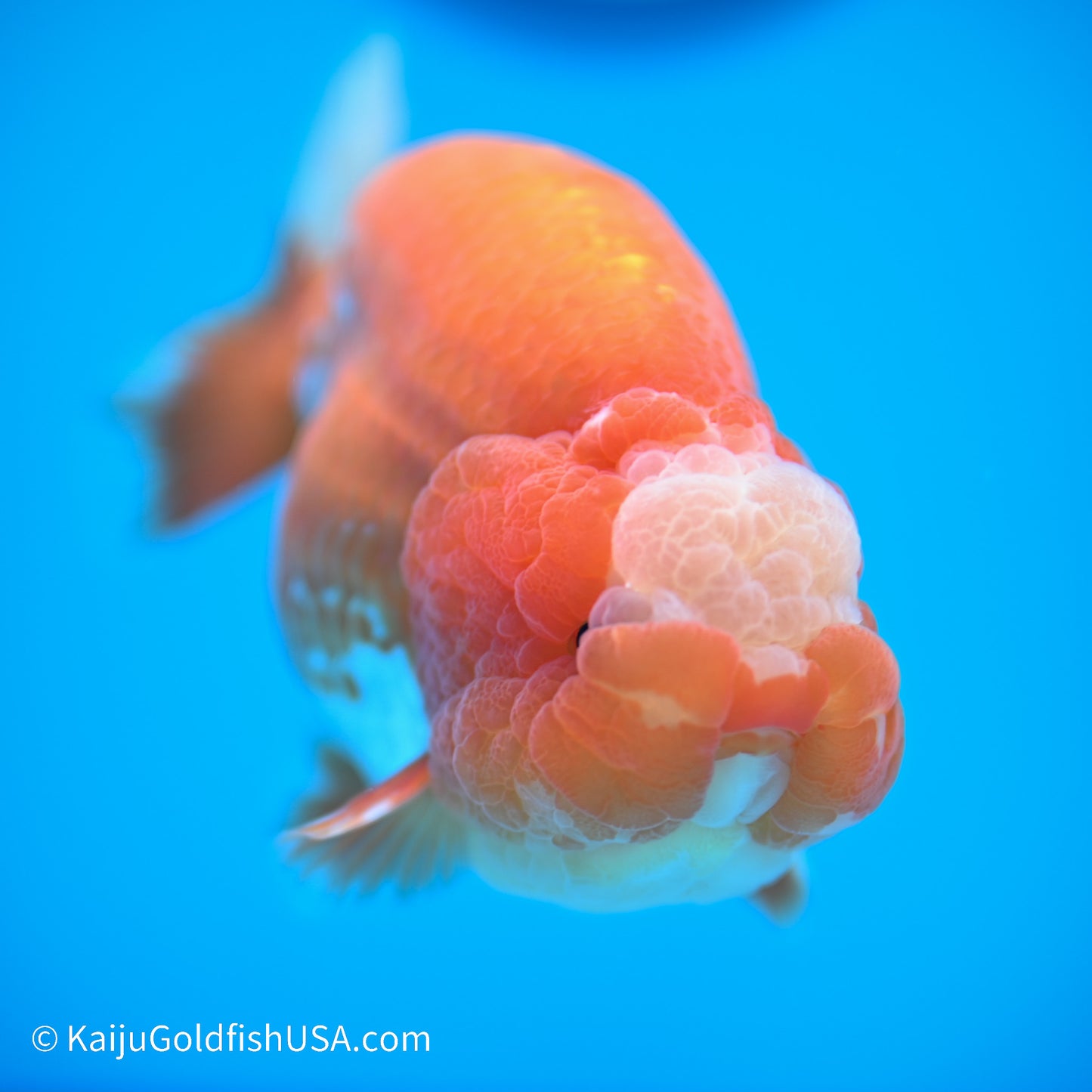 Jade Seal Red White Buffalo Ranchu 4.5in body (240524_RC03) - Kaiju Goldfish USA