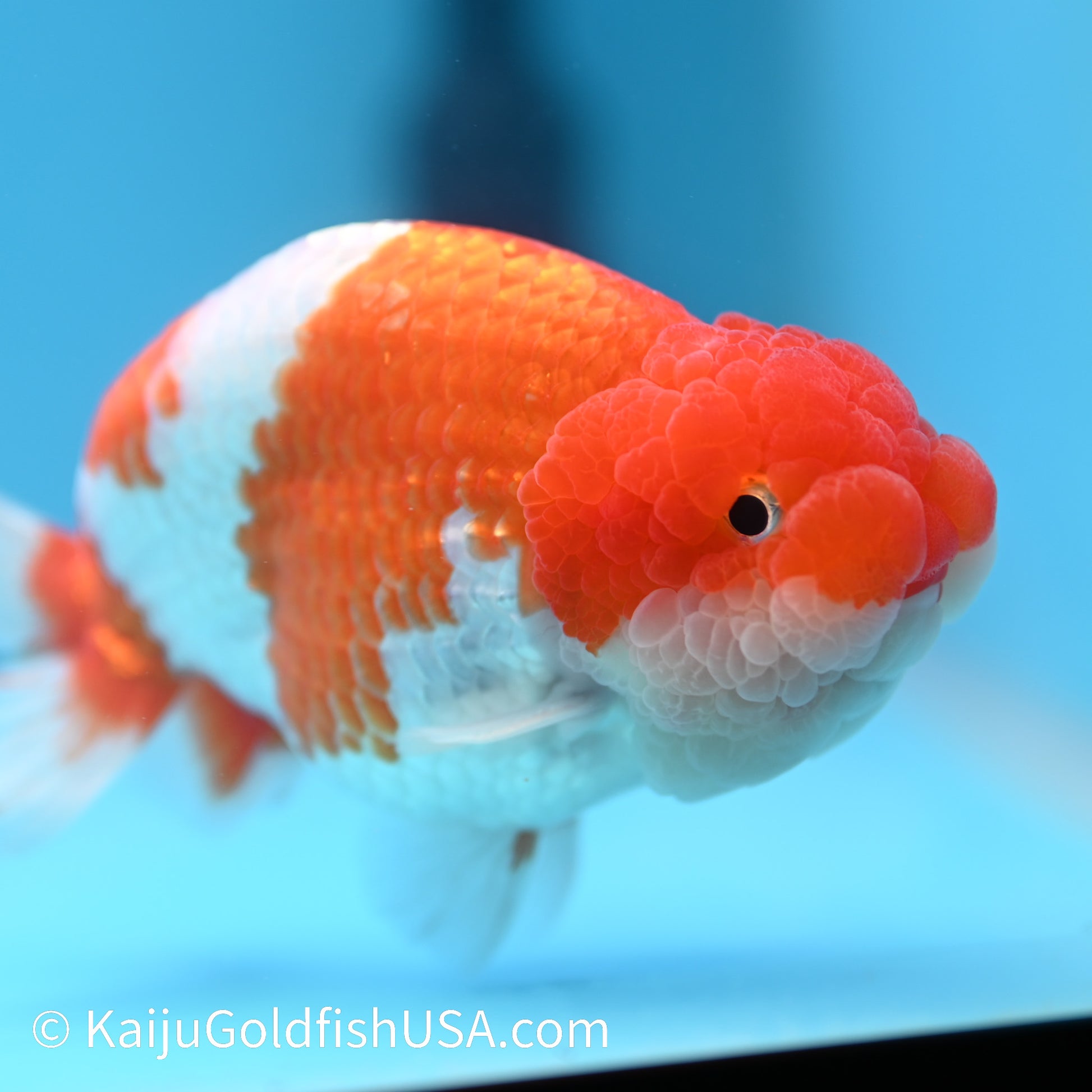 Red White Buffalo Ranchu 4.5 - 5 inches (240301_RC03) - Kaiju Goldfish USA