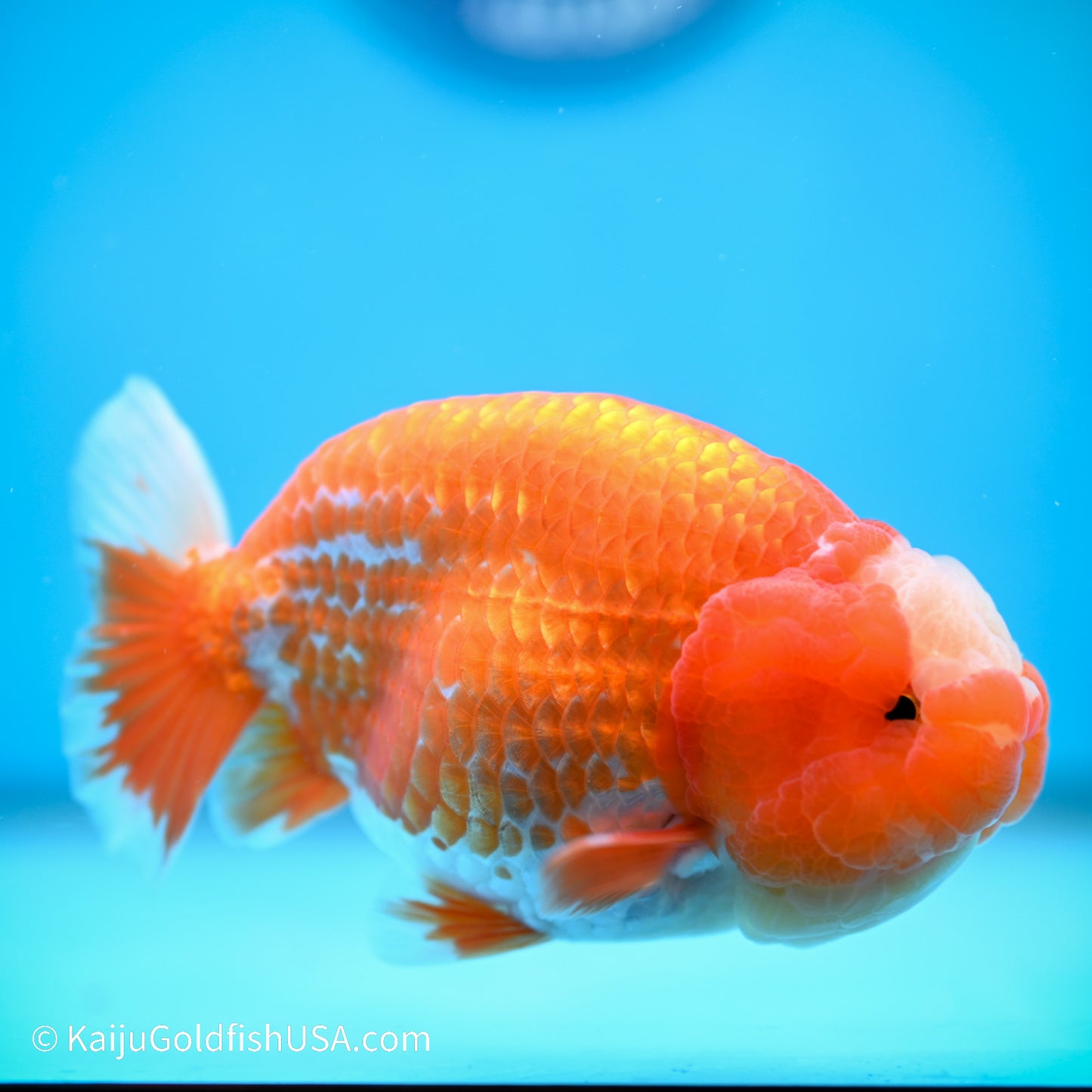 Jade Seal Red White Buffalo Ranchu 4.5in body (240524_RC03) - Kaiju Goldfish USA