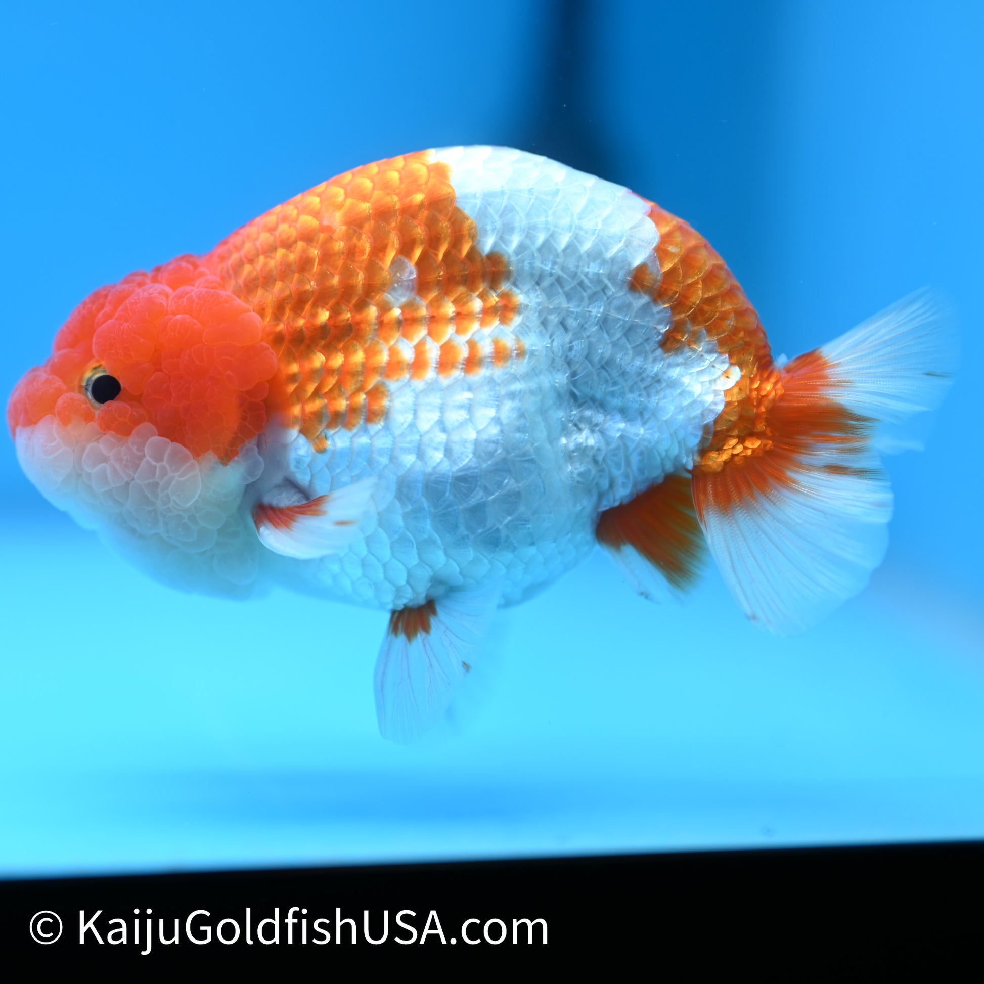 Red White Buffalo Ranchu 4.5 - 5 inches (240301_RC03) - Kaiju Goldfish USA